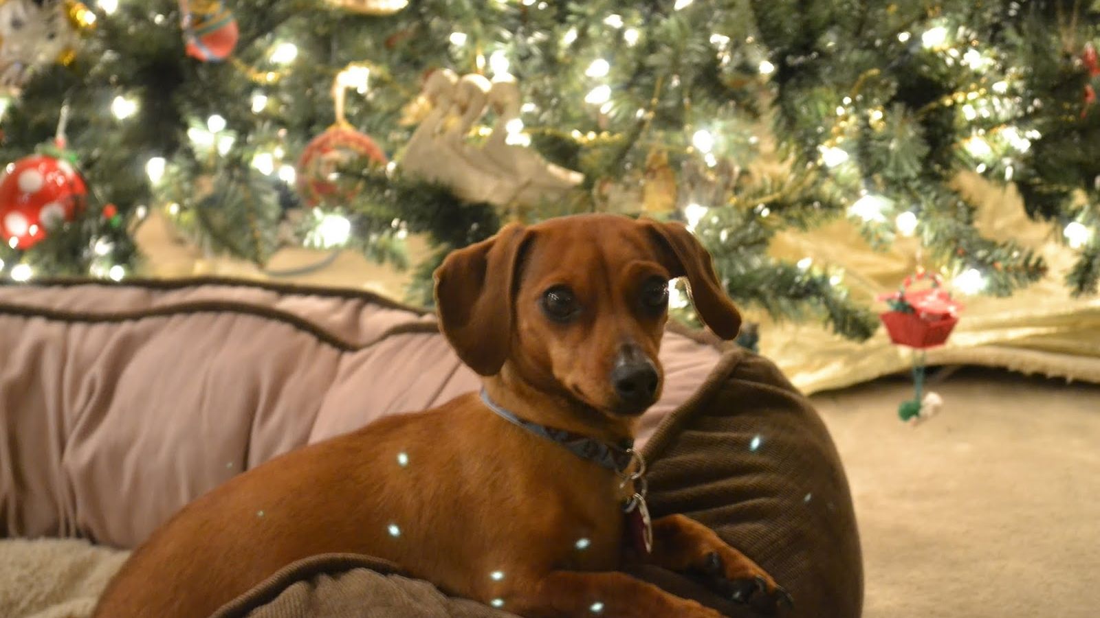 Dachshund Christmas Wallpaper