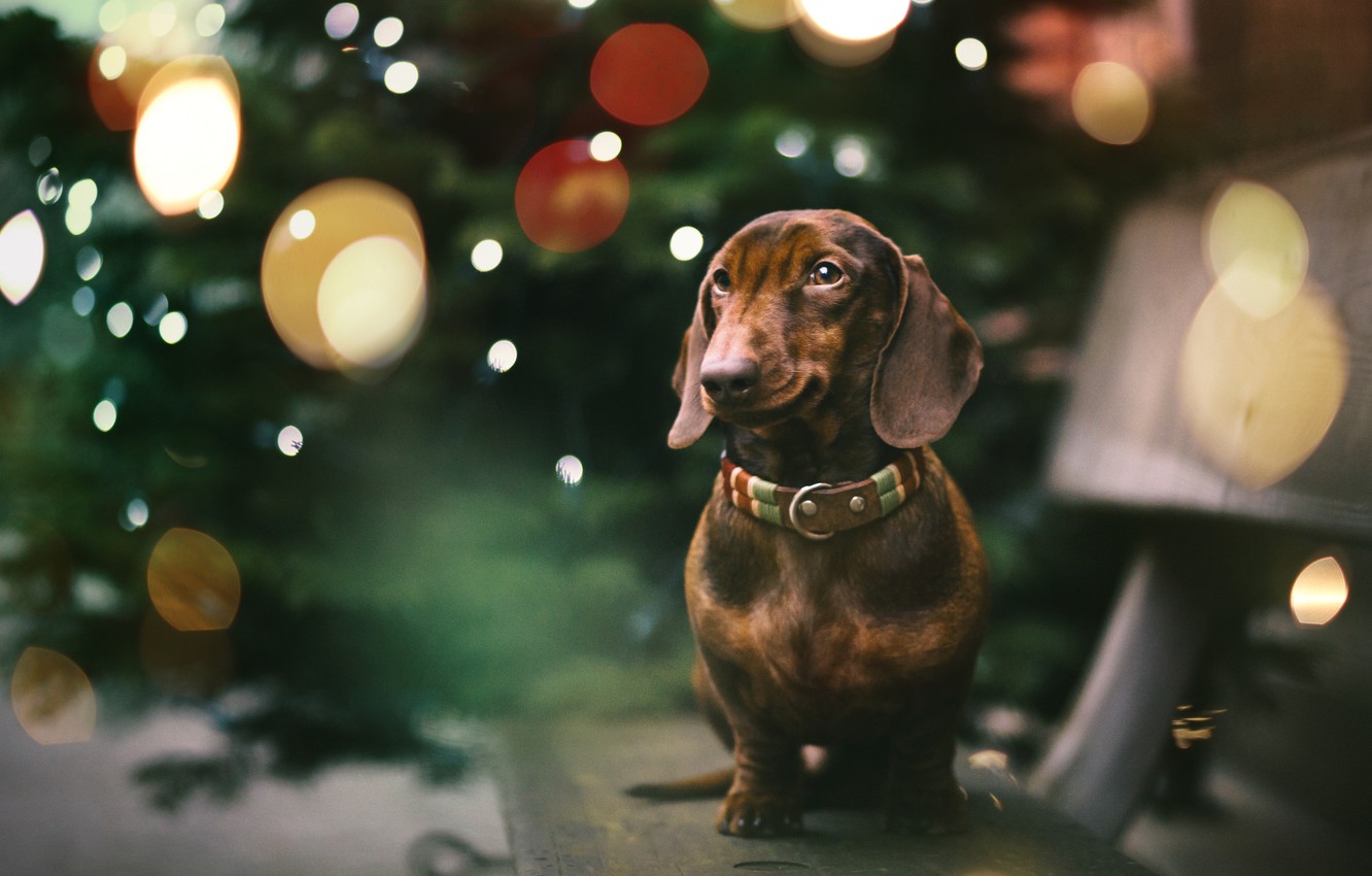 Wallpaper each, holiday, dog, Dachshund image for desktop, section собаки