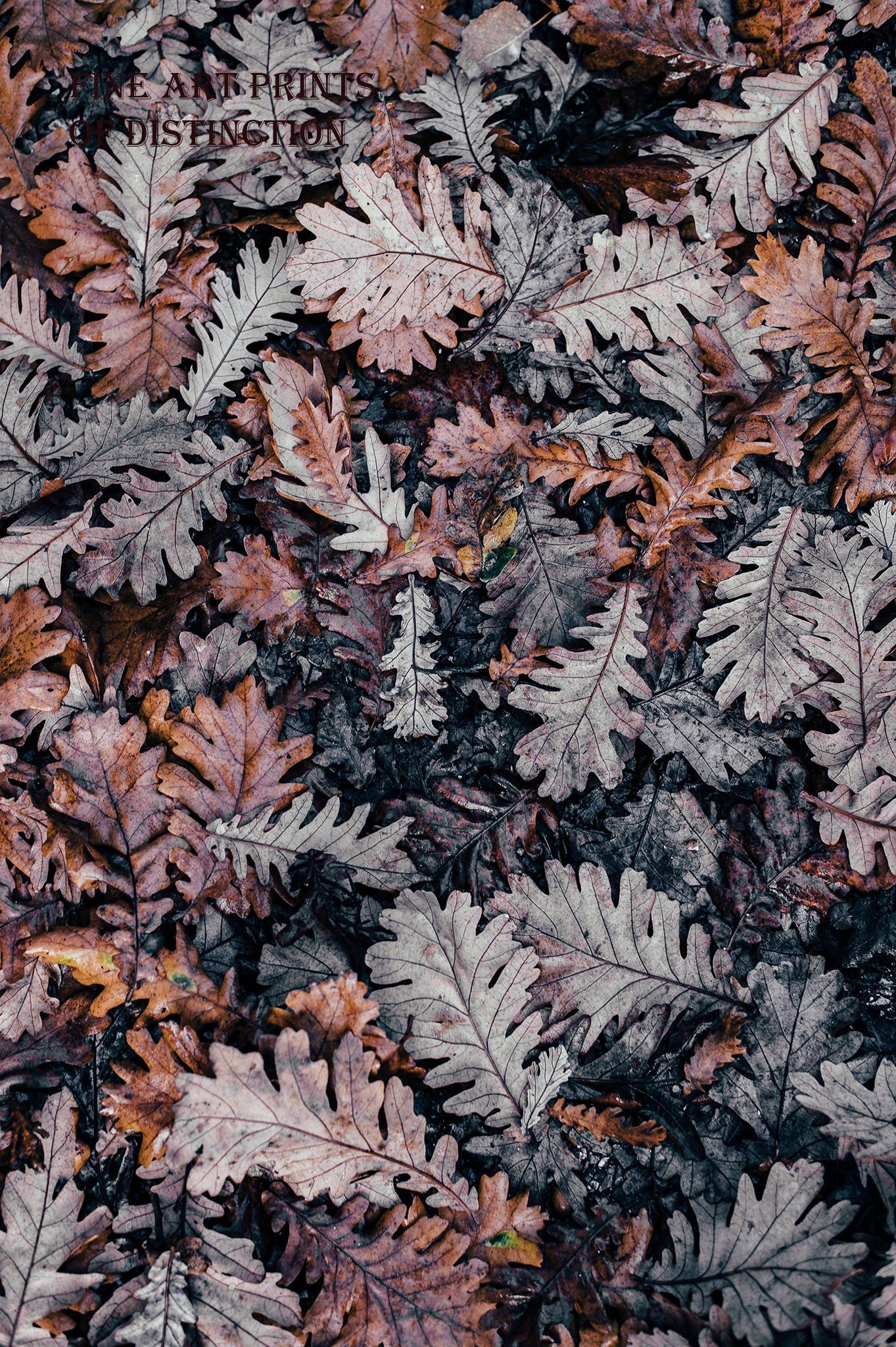 Brown and Gray Fall Oak Leaves Art Print. Fall wallpaper, Oak leaf art, Preppy wallpaper