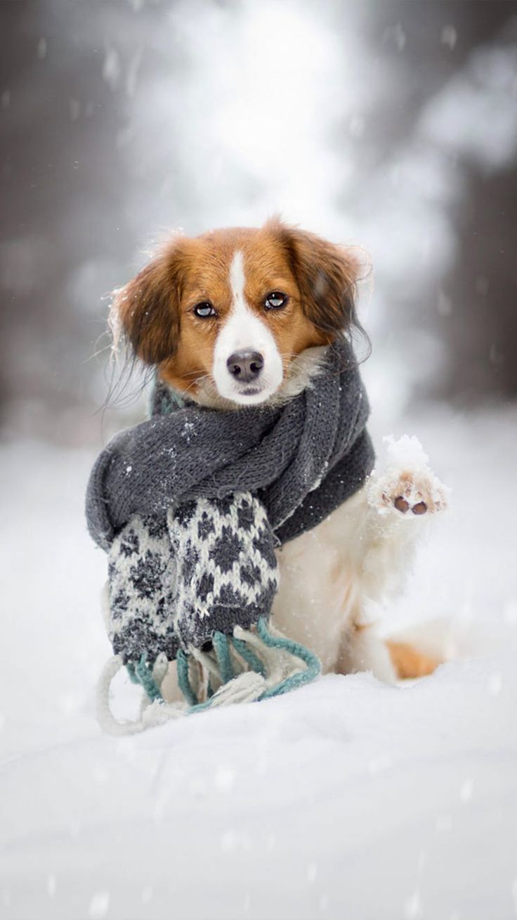 Puppy Scarf Snow Winter 4K Ultra HD