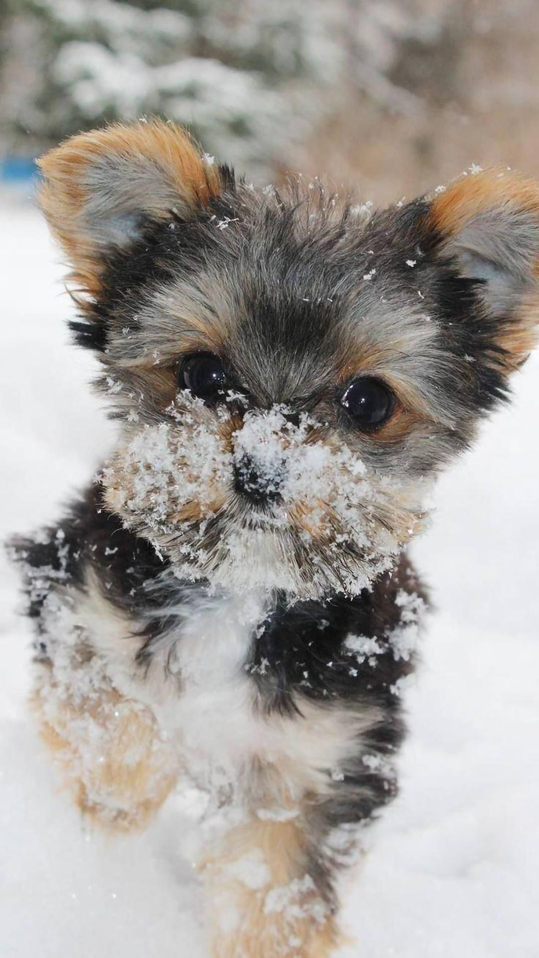 Download Yorkie Puppy Covered With Snow Wallpaper