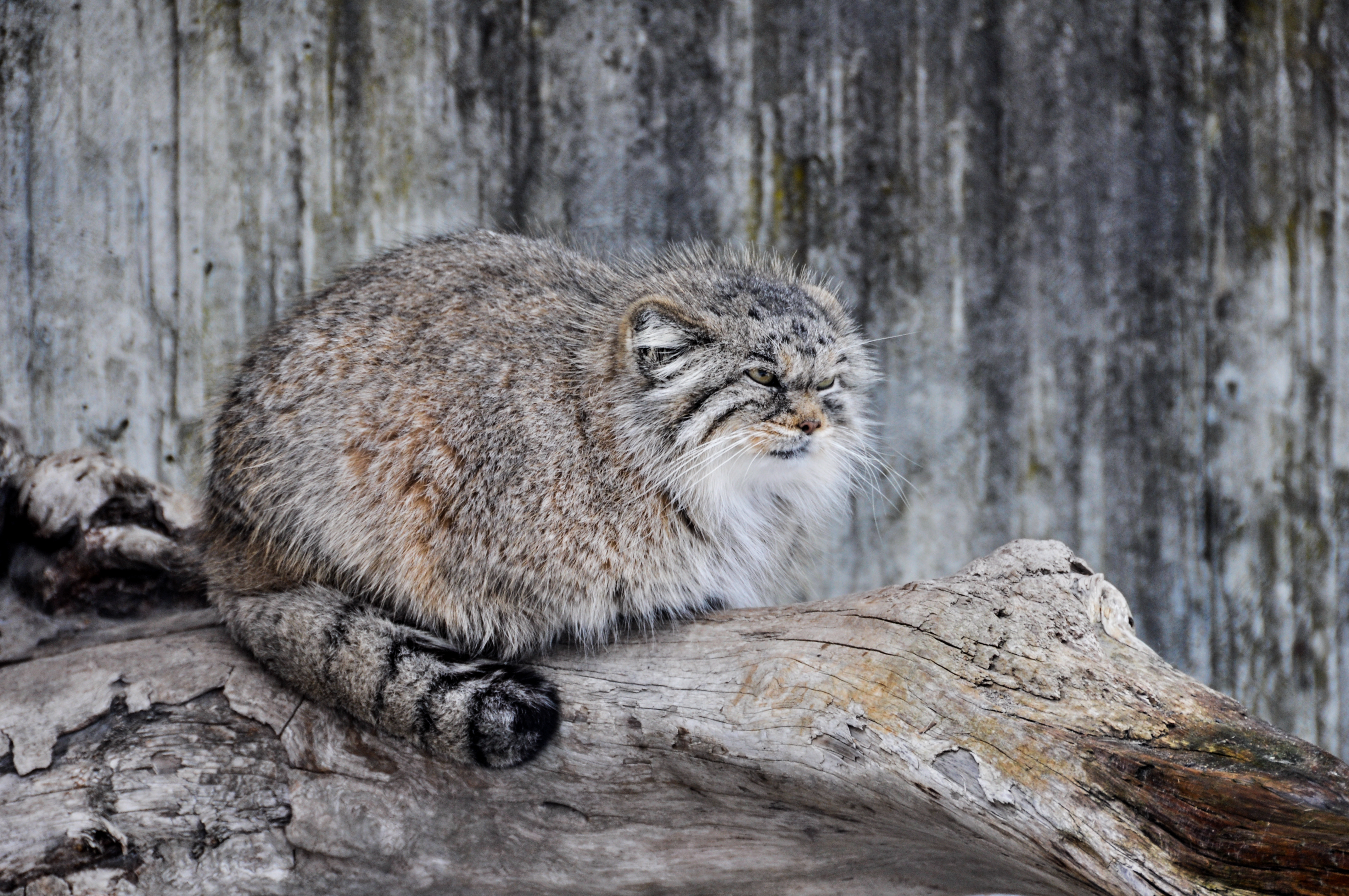 Pallas's Cat HD Wallpaper and Background
