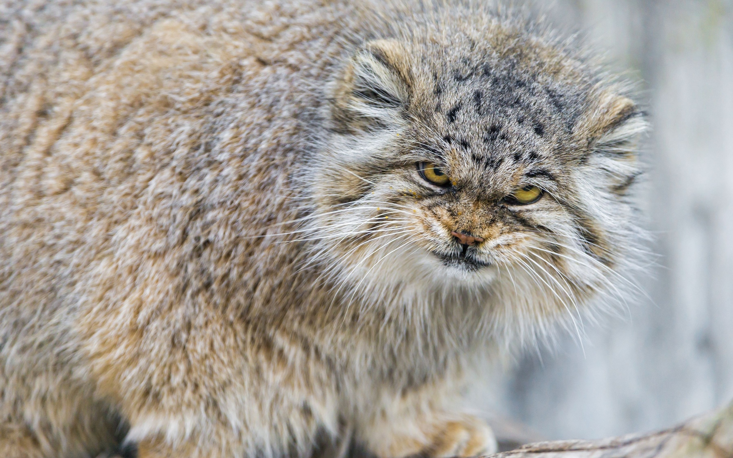 Pallas's Cat HD Wallpaper and Background