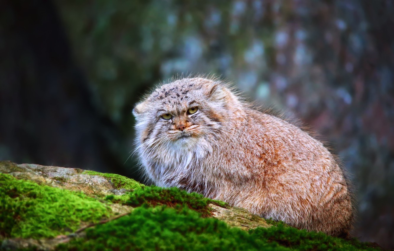 Wallpaper cat, fluffy, manul, Pallas Cat image for desktop, section кошки