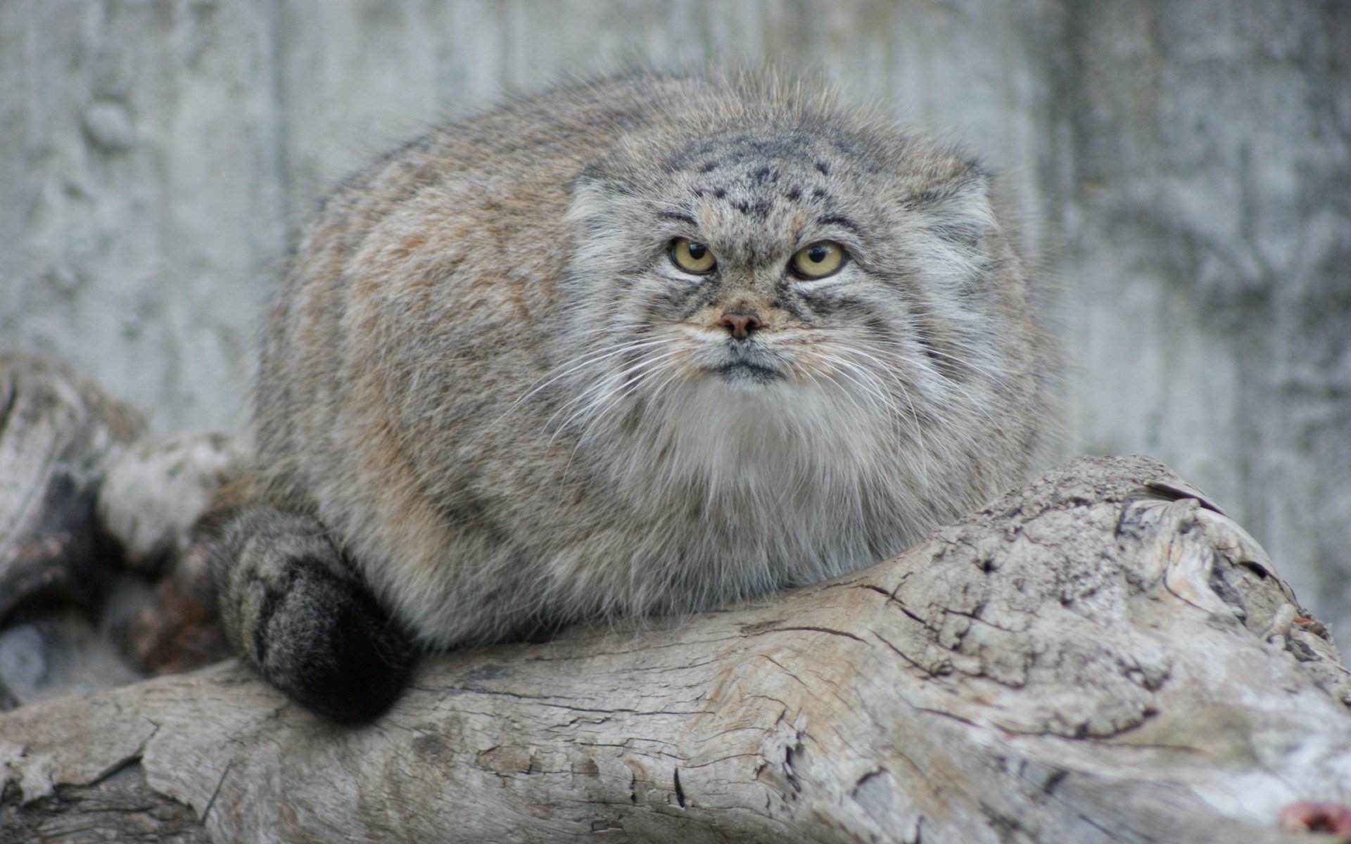 Pallas's Cat HD Wallpaper