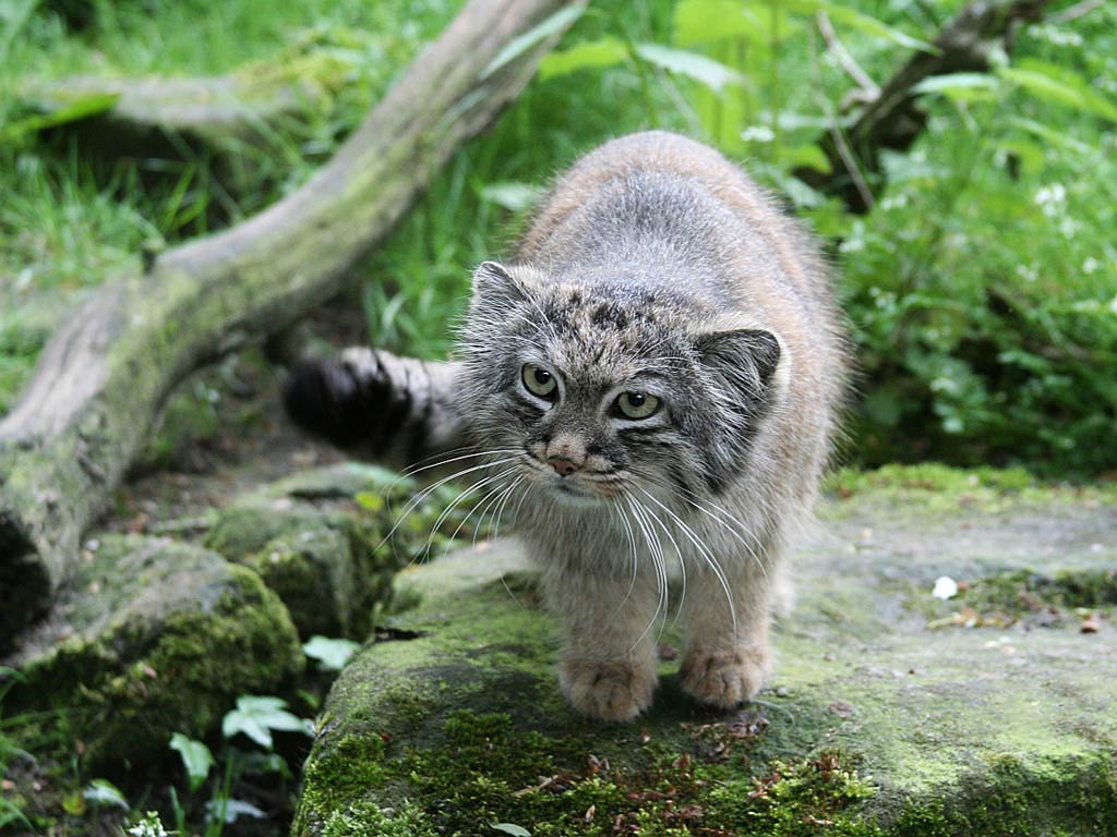 Pallas Cat Wallpaper and Background