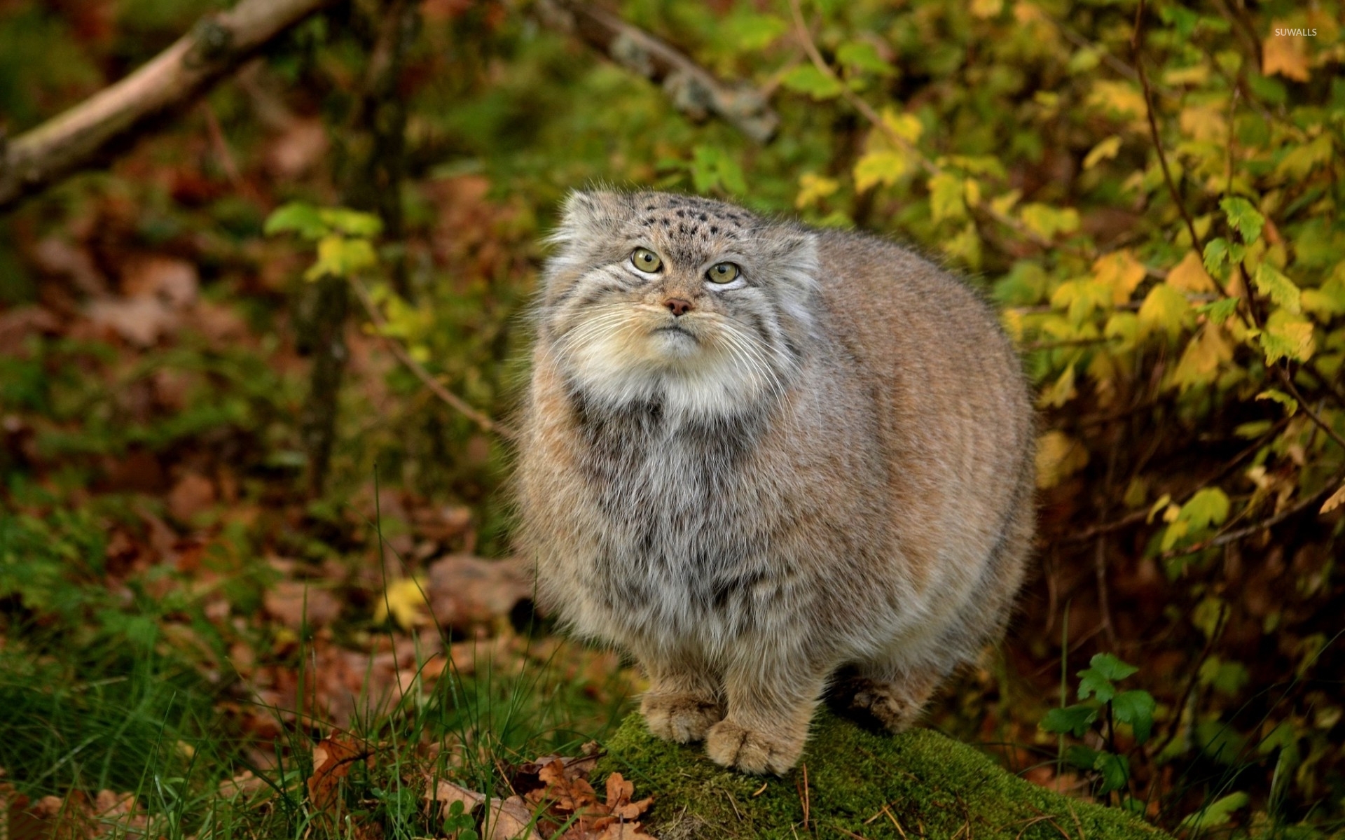 Pallas's cat [2] wallpaper wallpaper