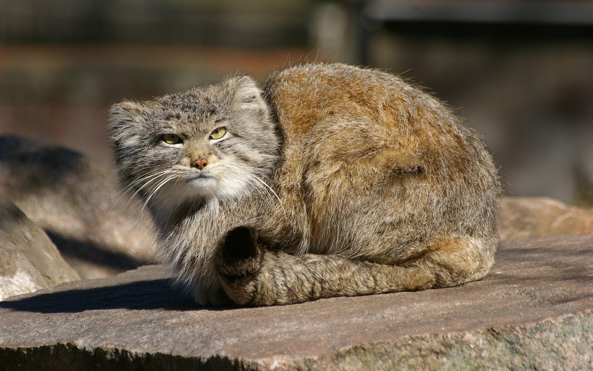 Pallas's Cat HD Wallpaper and Background