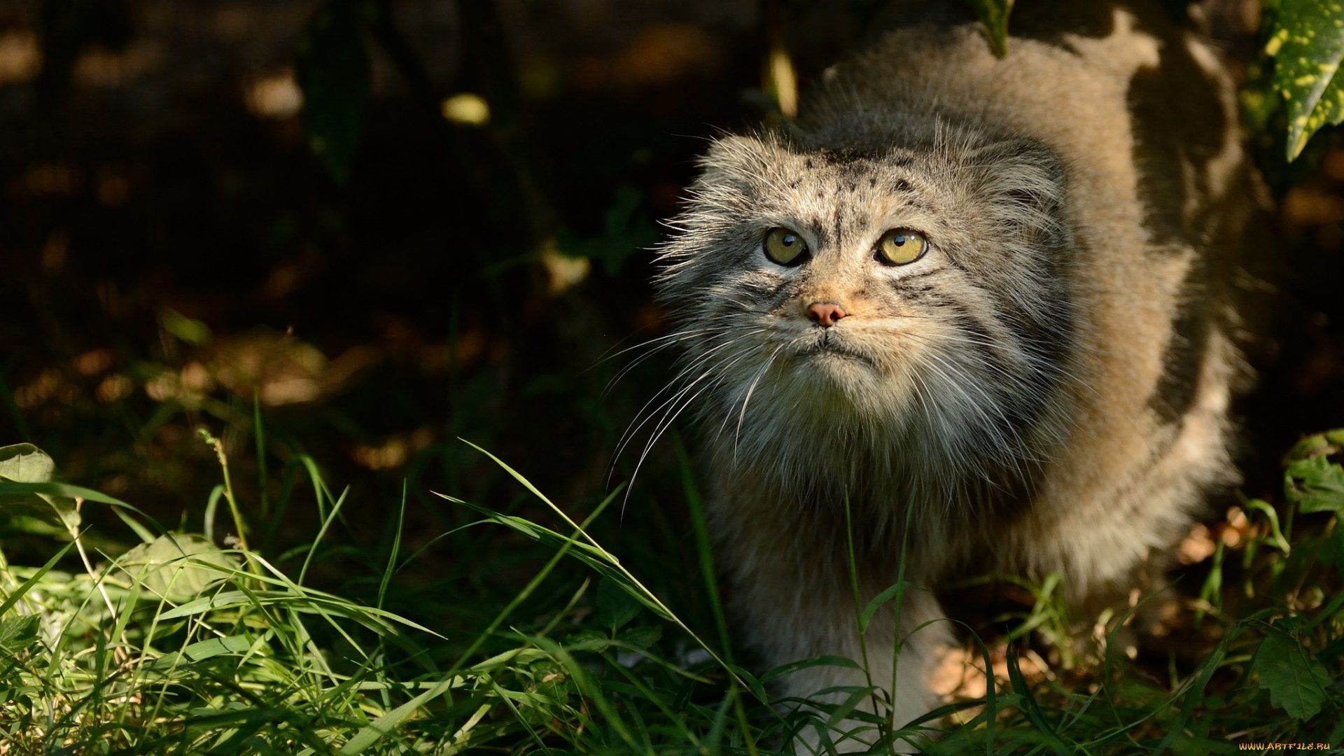 Pallas's Cat HD Wallpaper