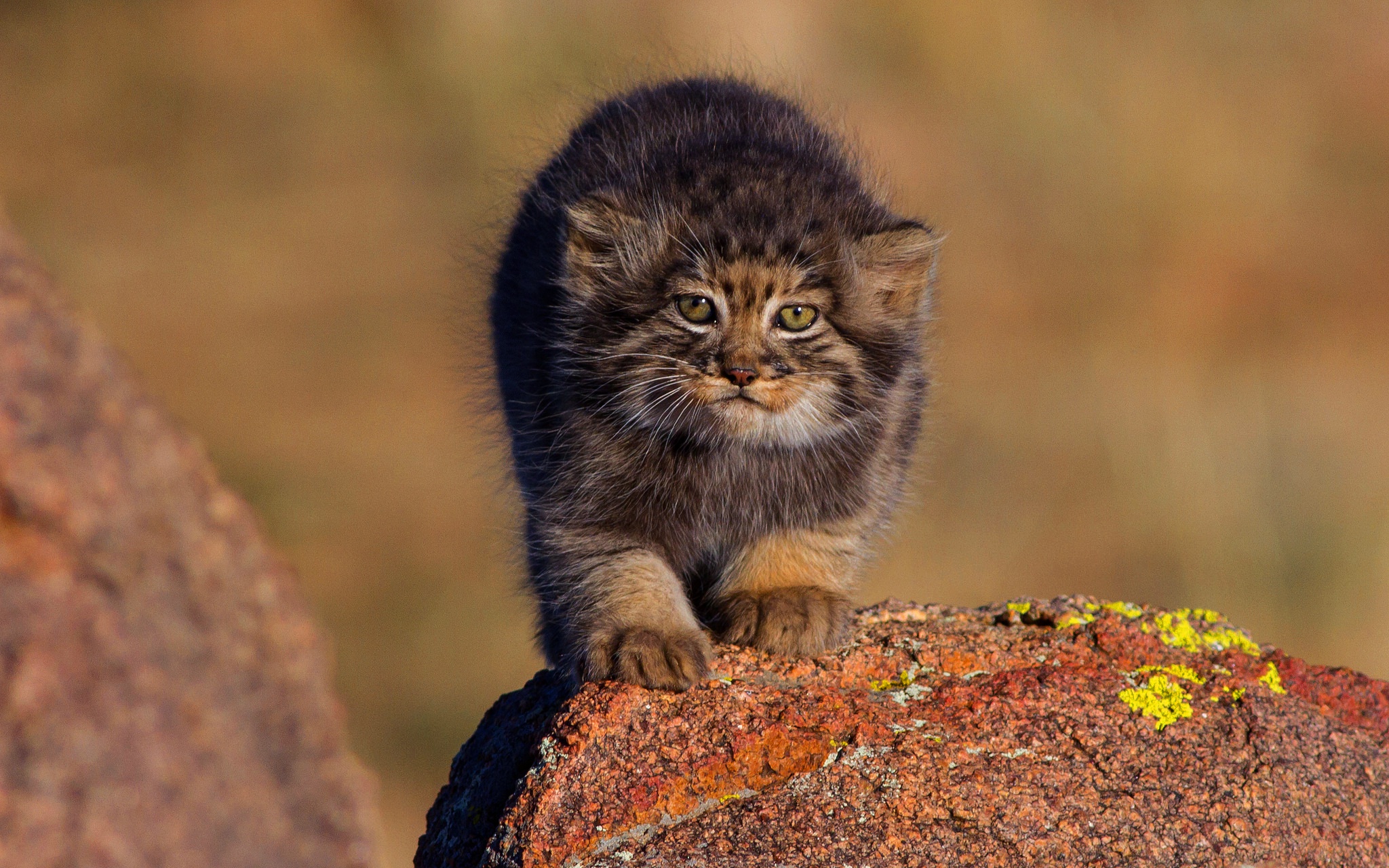 Pallas's Cat HD Wallpaper and Background