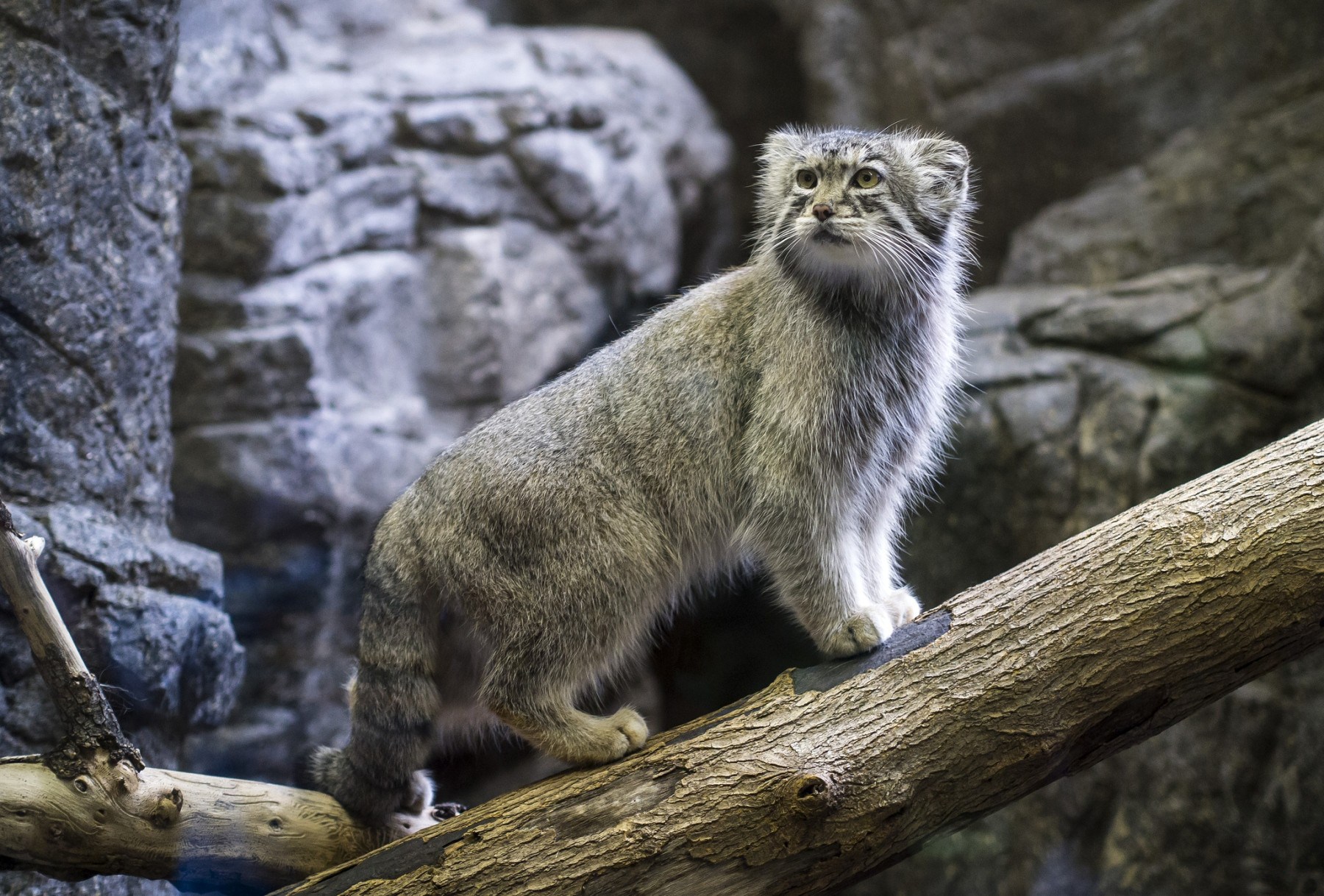 Pallas's Cat HD Wallpaper and Background