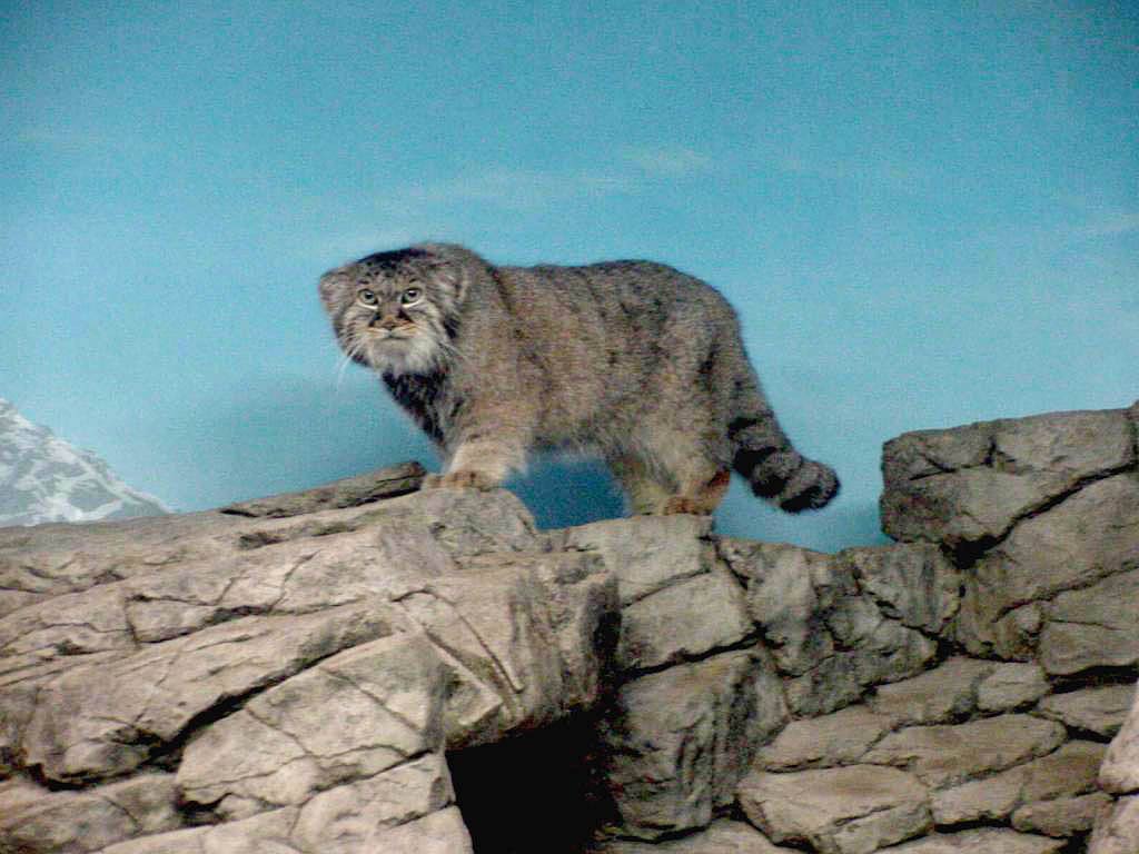 Pallas Cat Wallpaper