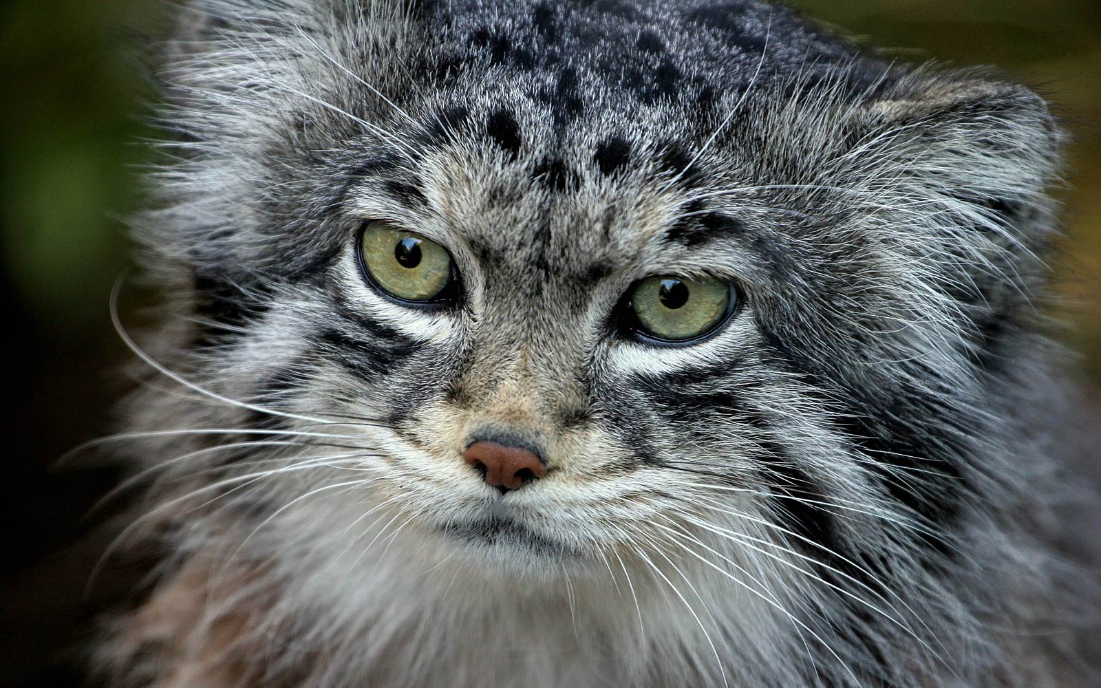 Pallas Cat Wallpaper Cute and Docile