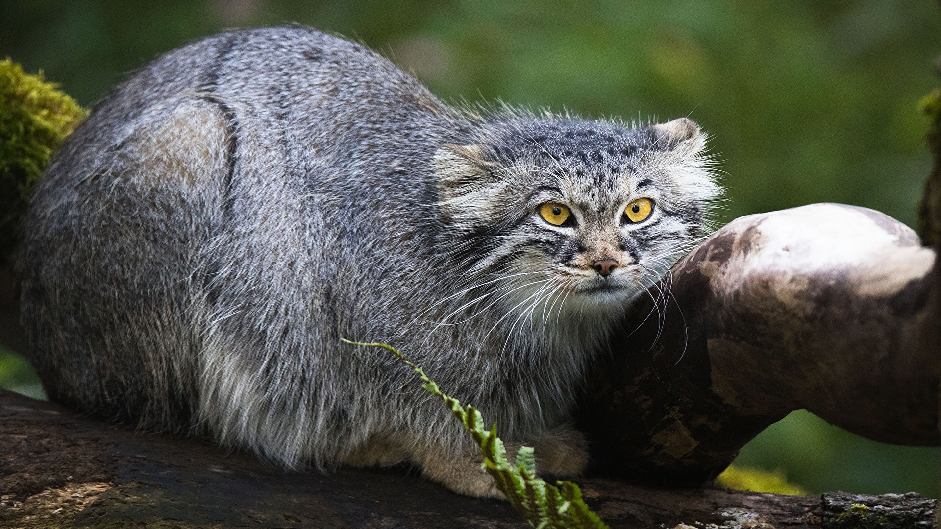 Image Pallas Cat Glance Animals 1920x1080