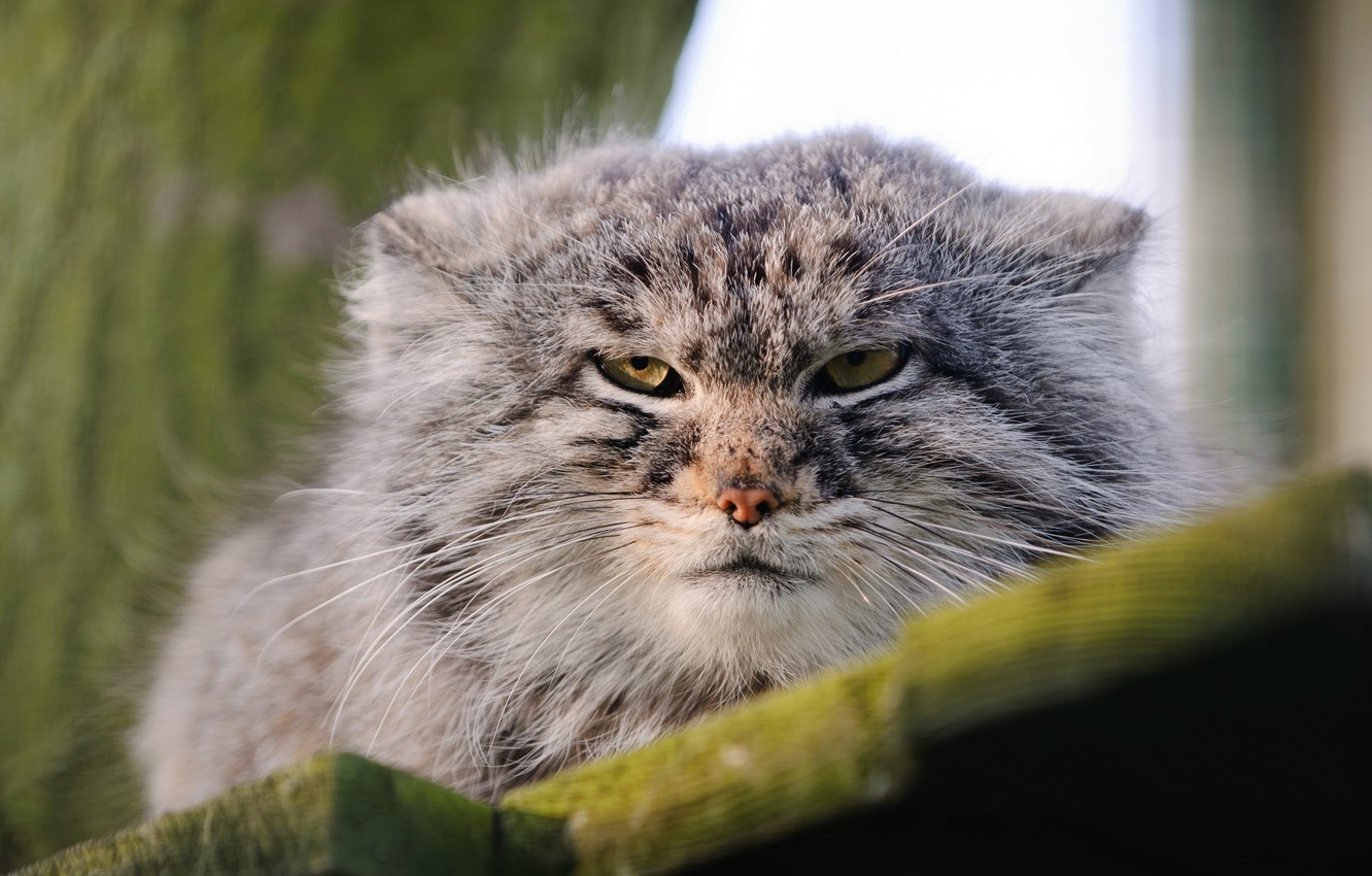 Wallpaper face, wild cat, manul, the Pallas cat image for desktop, section кошки
