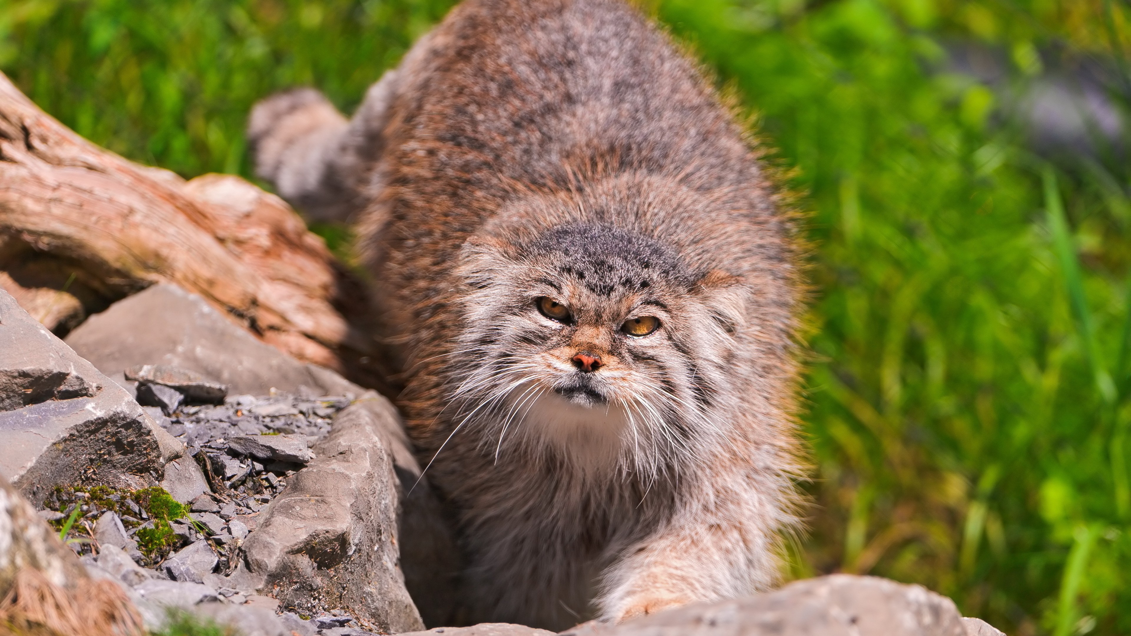 Wallpaper Pallas cat, wild cat, walk, green grass, stones, fluffy, sunny day, Animals