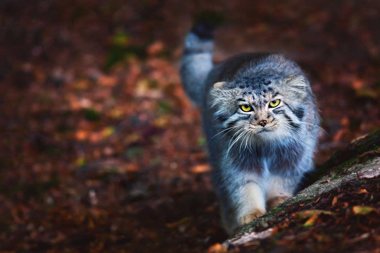 Wallpaper manul Cats Animals