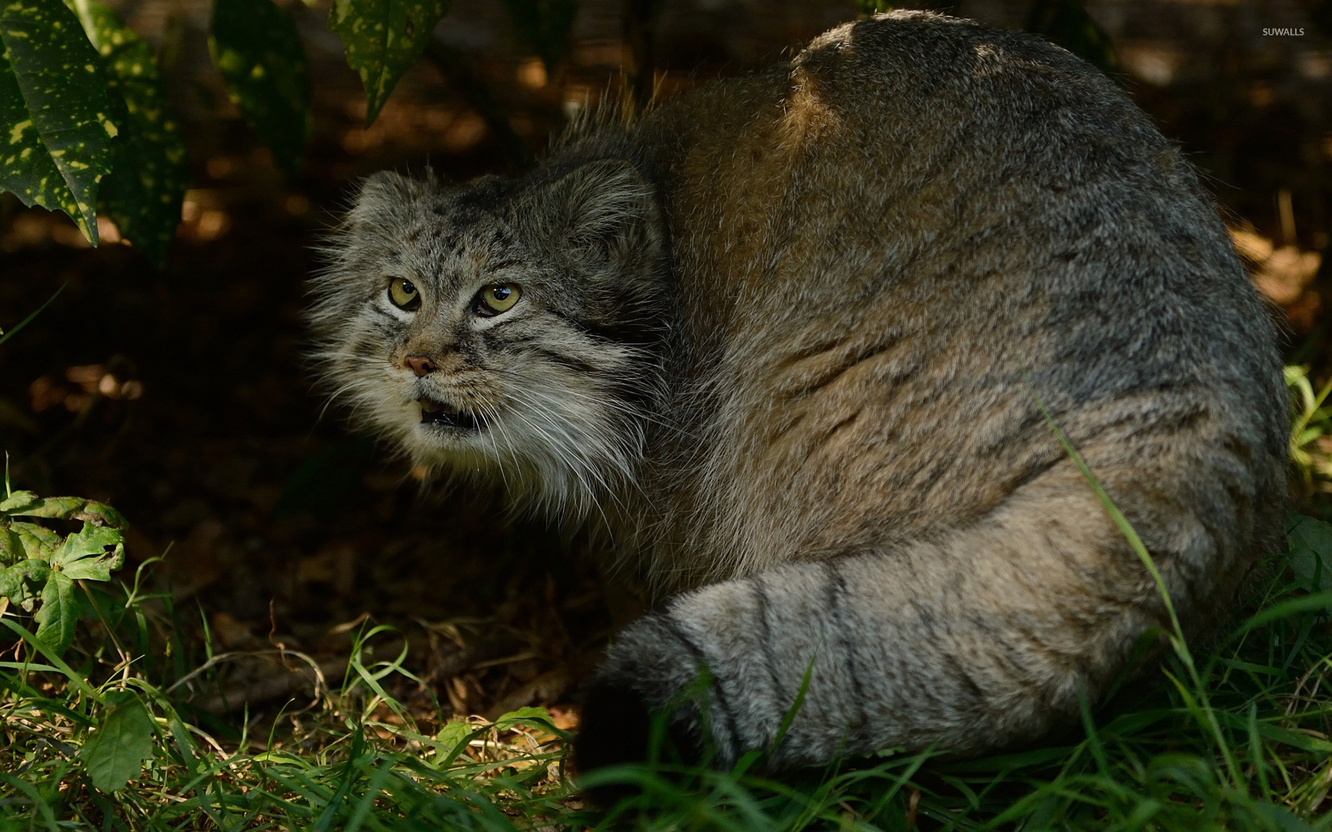 Pallas's cat [3] wallpaper wallpaper