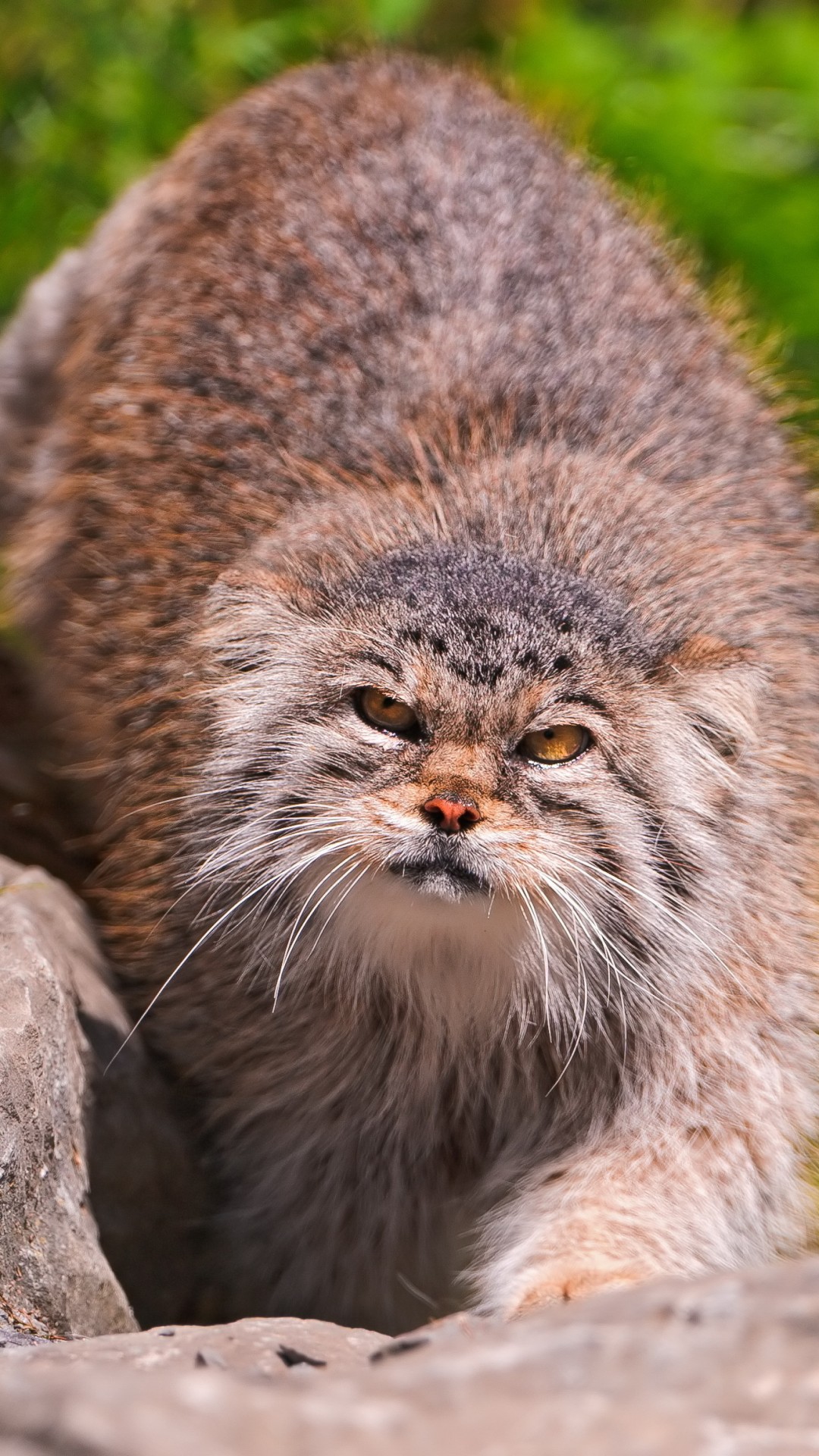Wallpaper Pallas cat, wild cat, walk, green grass, stones, fluffy, sunny day, Animals