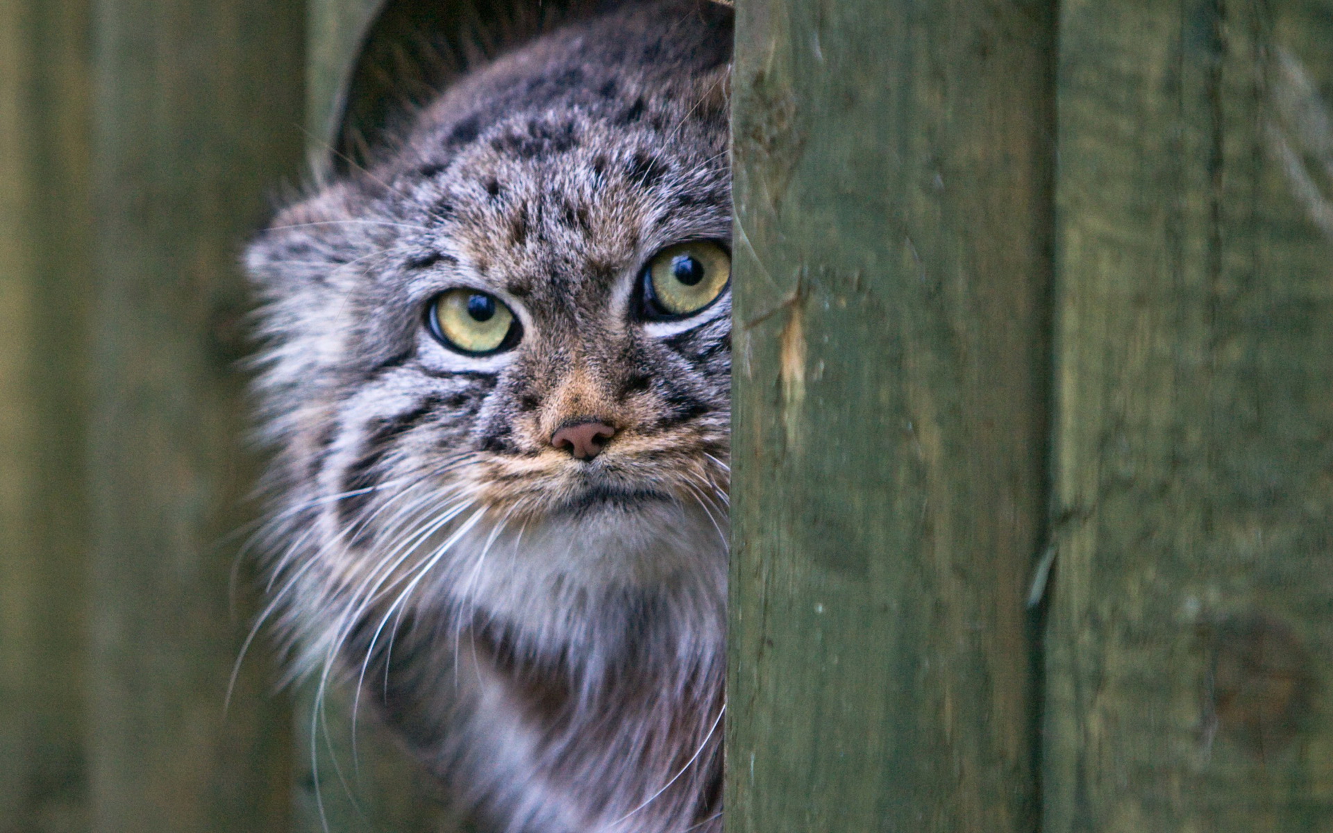 Pallas's Cat HD Wallpaper and Background