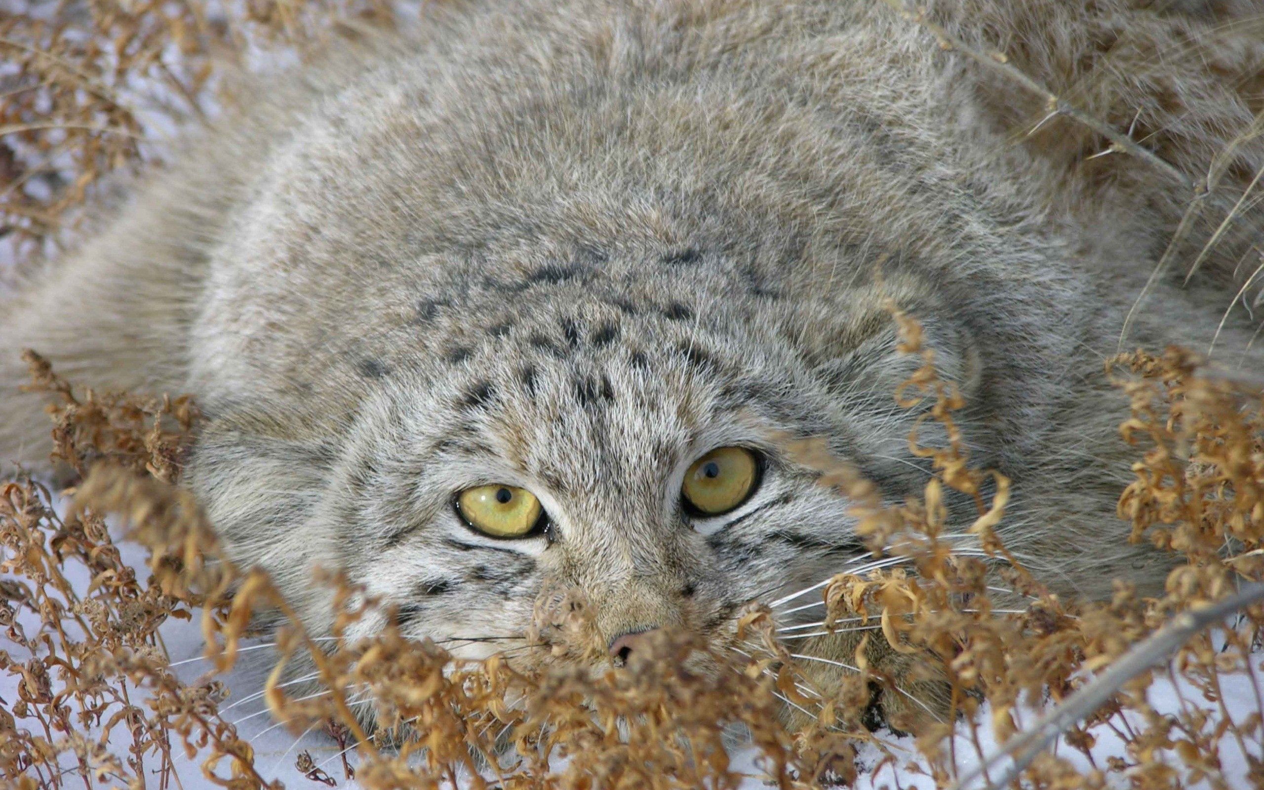 Pallas' Cat wallpaper for desktop, download free Pallas' Cat picture and background for PC