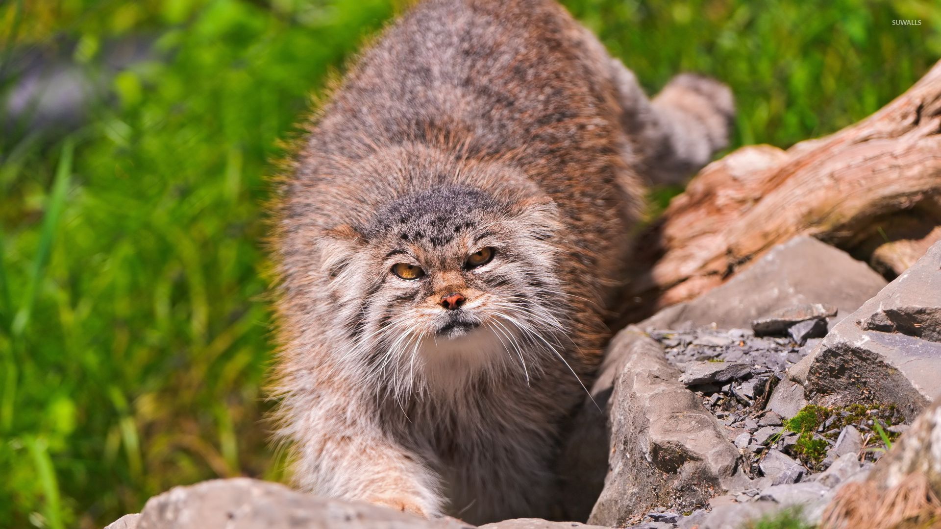 Angry Pallas's cat on a rock wallpaper wallpaper