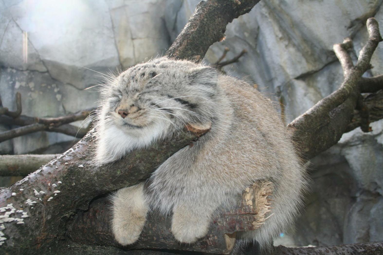 Pallas Cat Domesticated Wallpaper Cat Domestication Traces Back To Chinese Farmers 5300 Years Ago Image