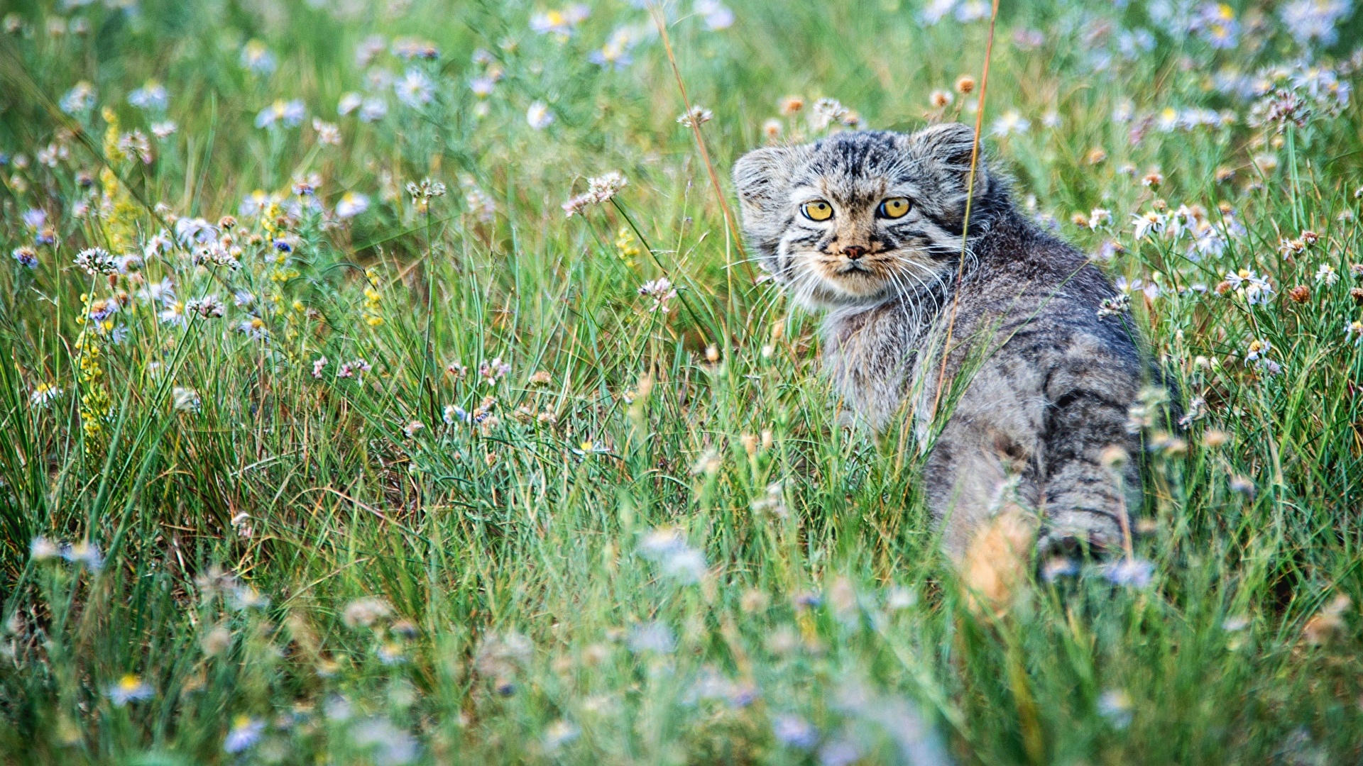 Picture Pallas Cat Grass Animals 1920x1080