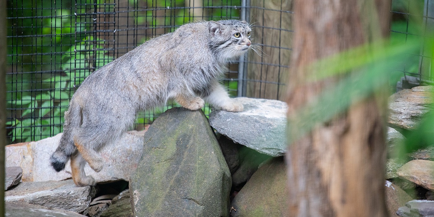 Pallas' Cat. Smithsonian's National Zoo
