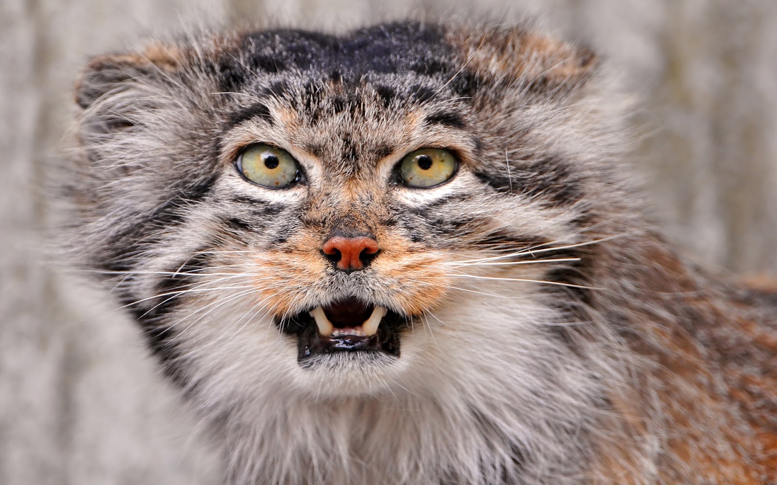 Pallas Cat Wallpaper Cute and Docile