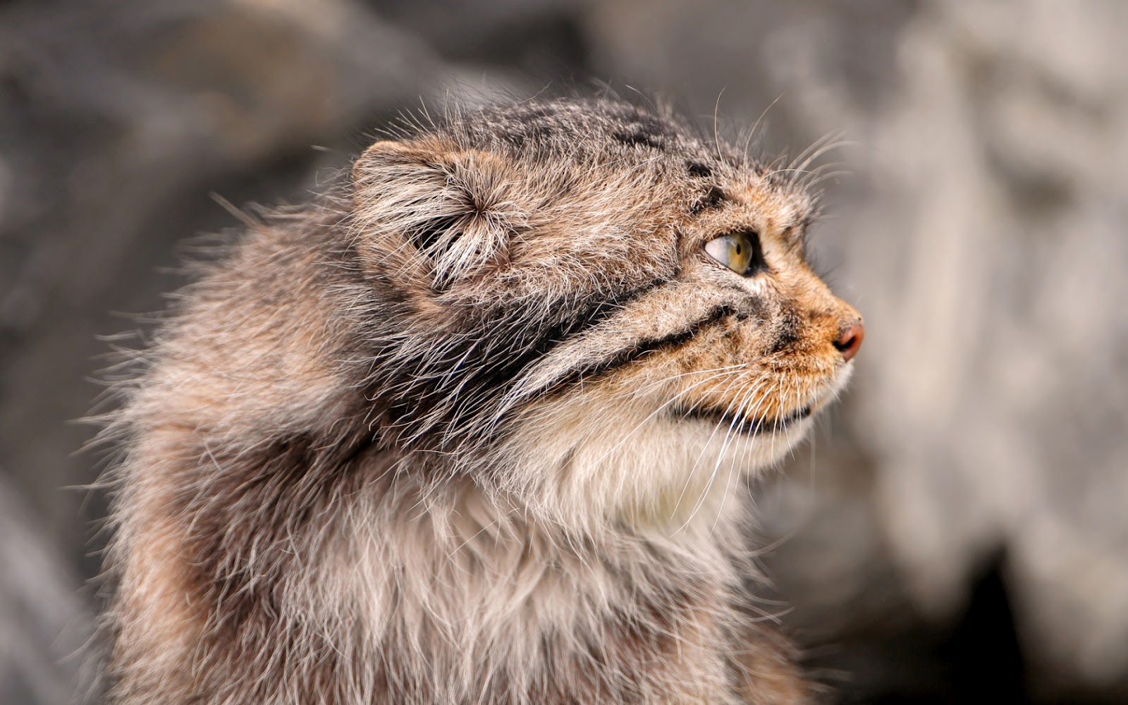 Pallas Cat Wallpaper Cute and Docile