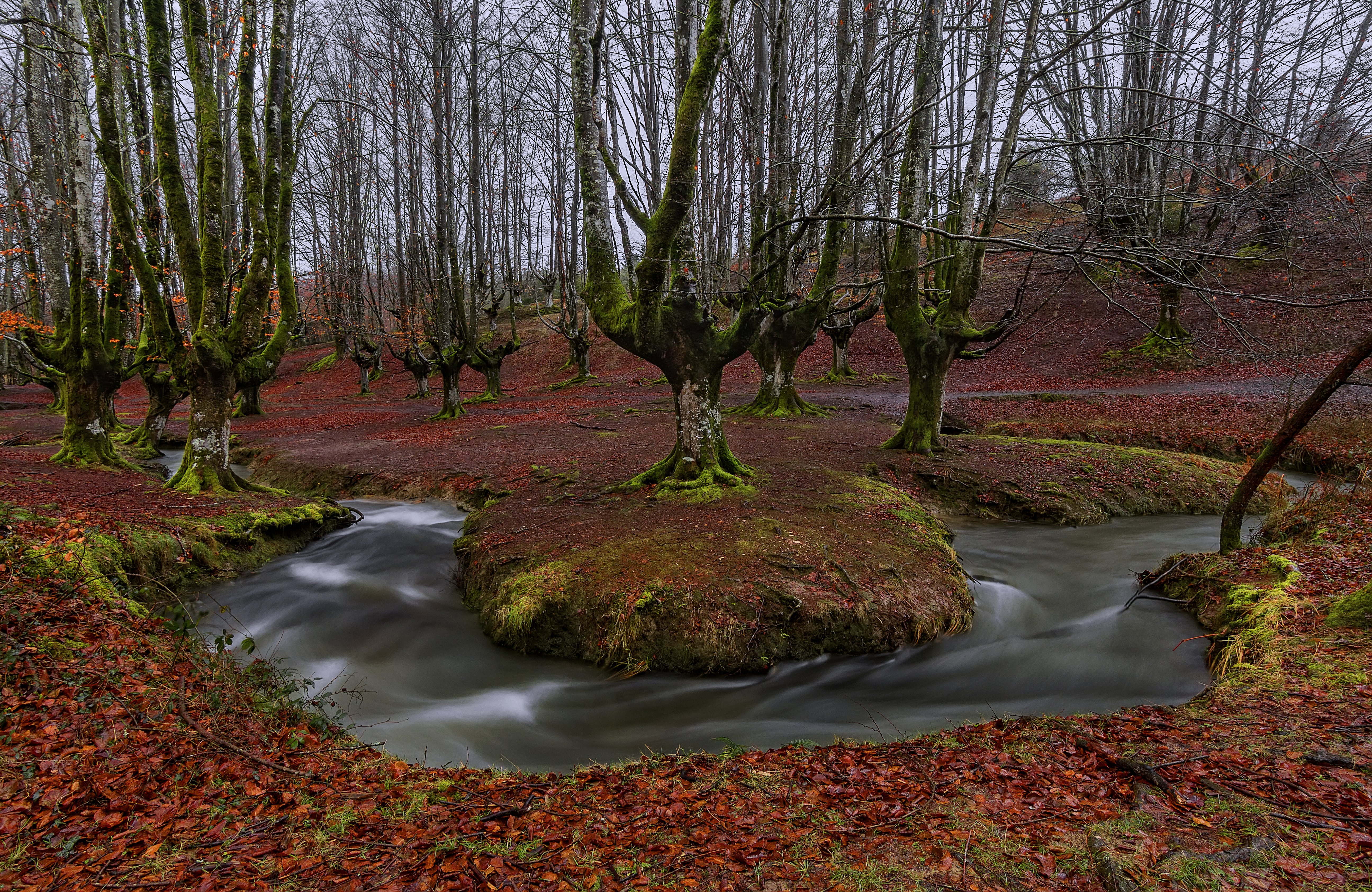 River stream leaves moss autumn trees beech Spain Basque Country Bizkaia Alava Alava Bizkaia forest water autumn trees wallpaperx3371
