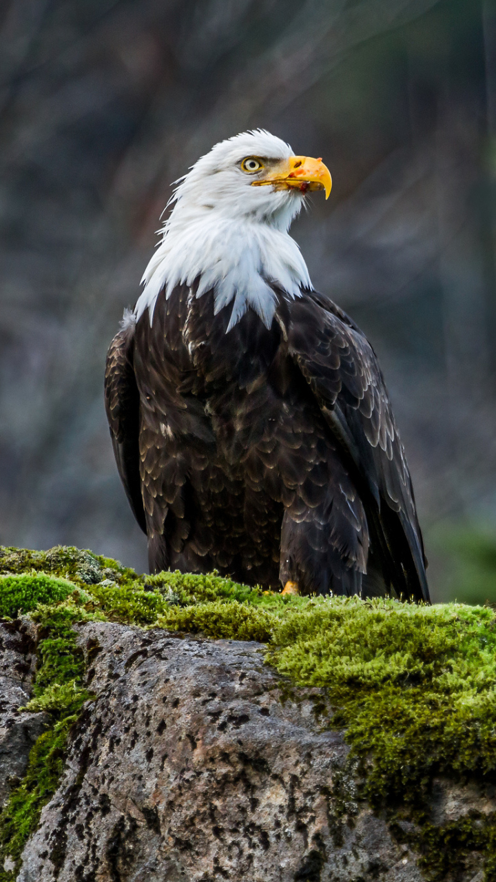 Bald Eagle Phone Wallpaper