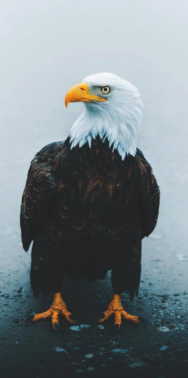 Eagle Wallpaper Eagle Background Download