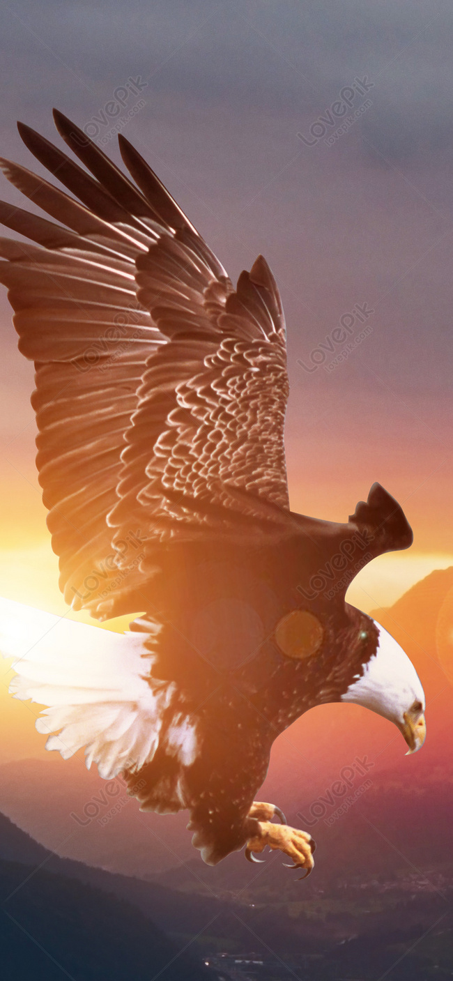 Eagle Mobile Wallpaper Image Free Download