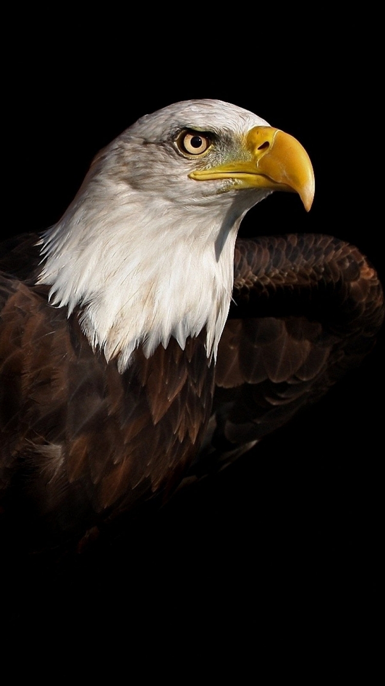 Bald Eagle Phone Wallpaper
