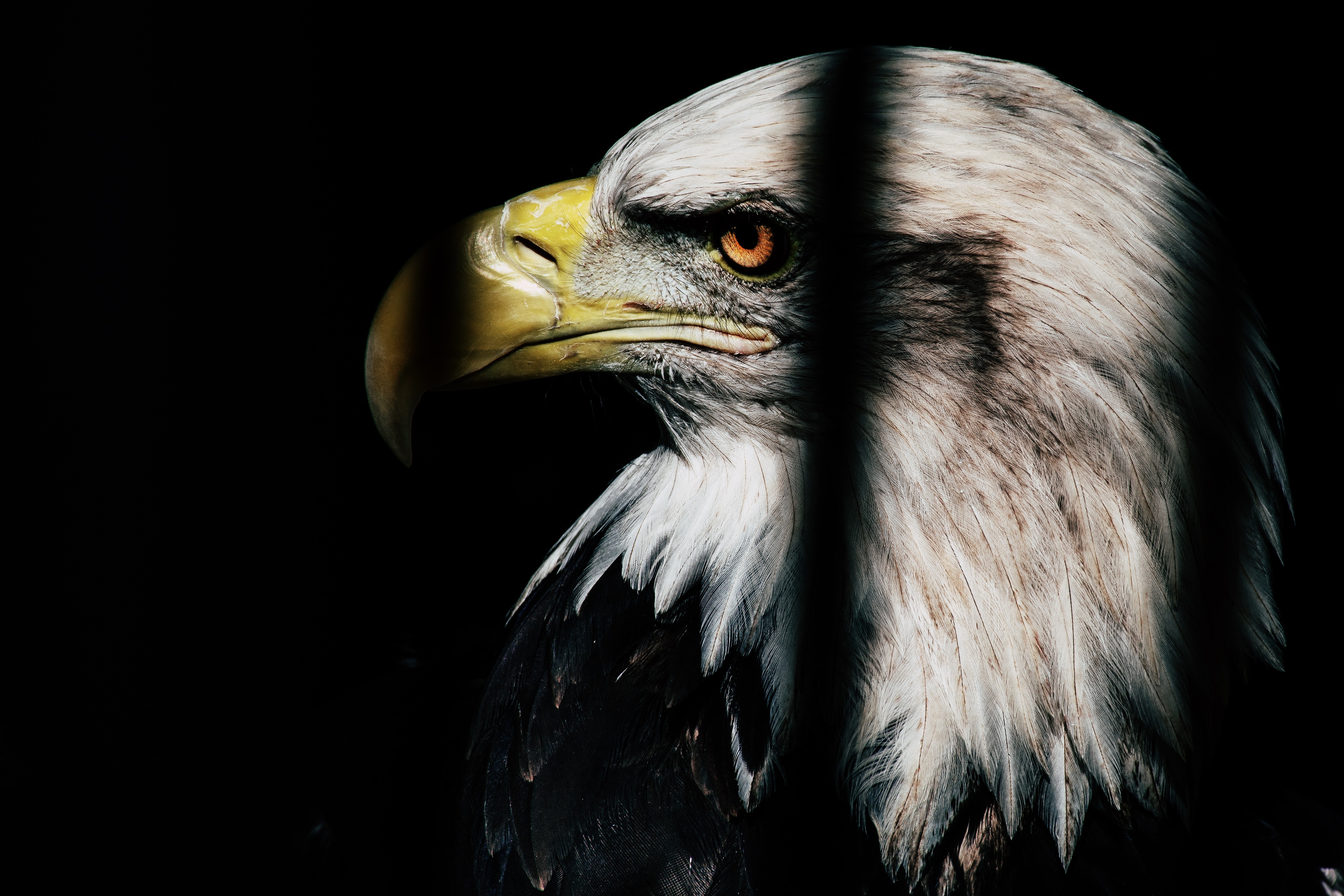 Best Eagle Image · 100% Free Downloads