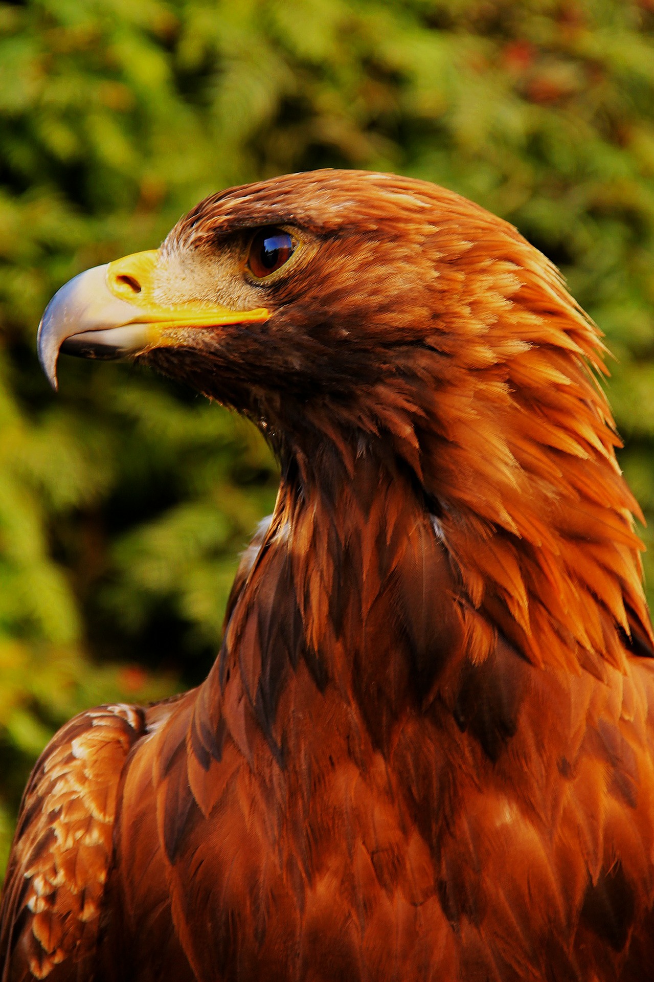 Eagle Mobile Phone full HD wallpaper