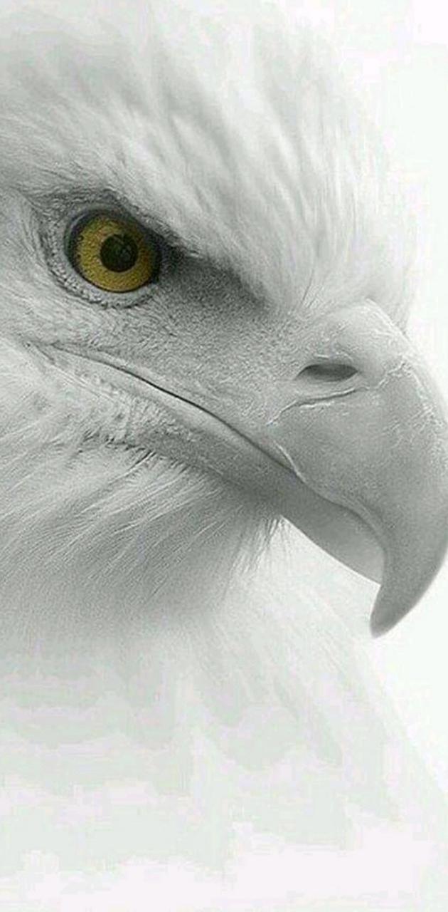 Eagle wallpaper