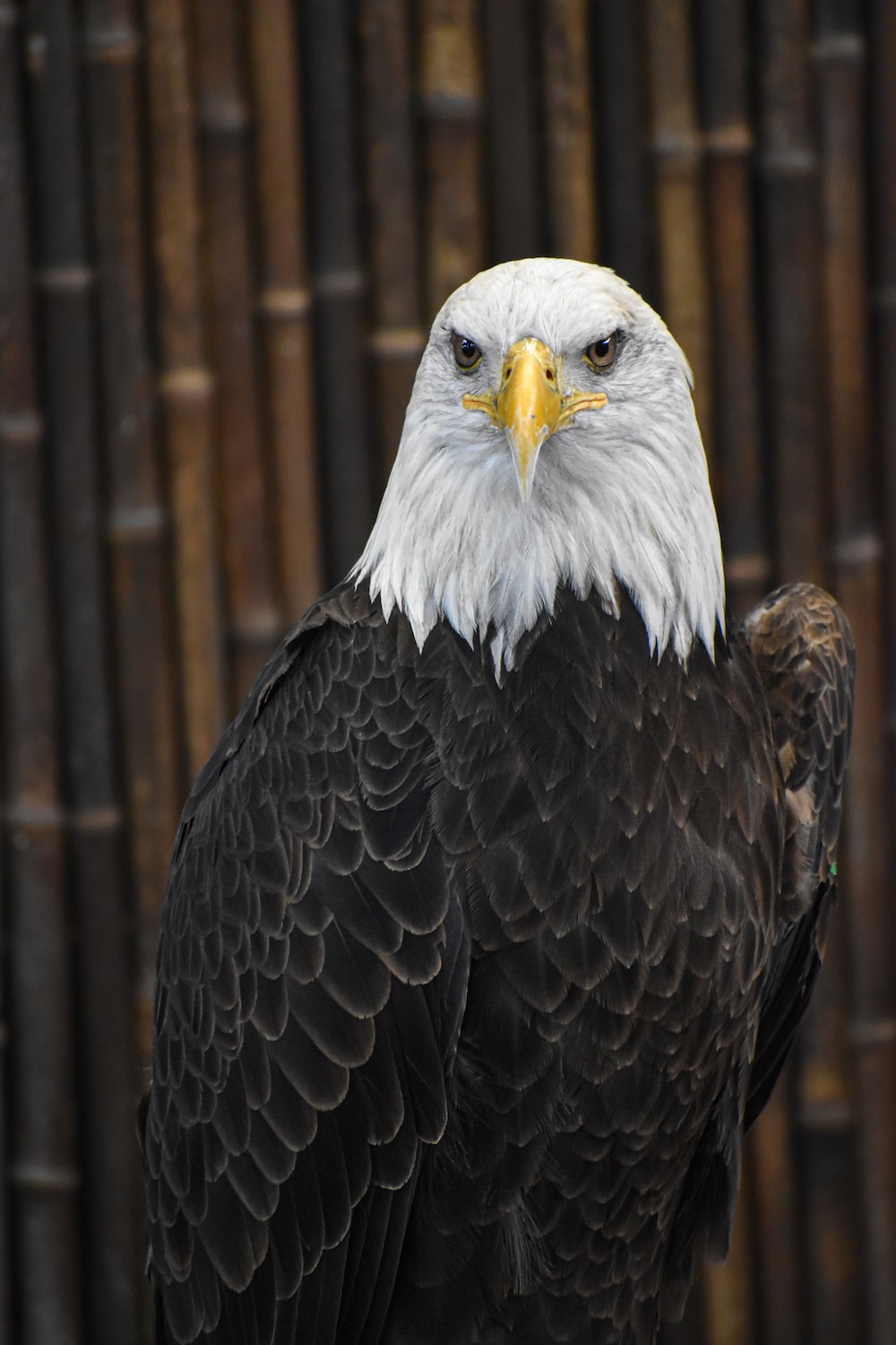 Eagle Wallpaper: Free HD Download [HQ]