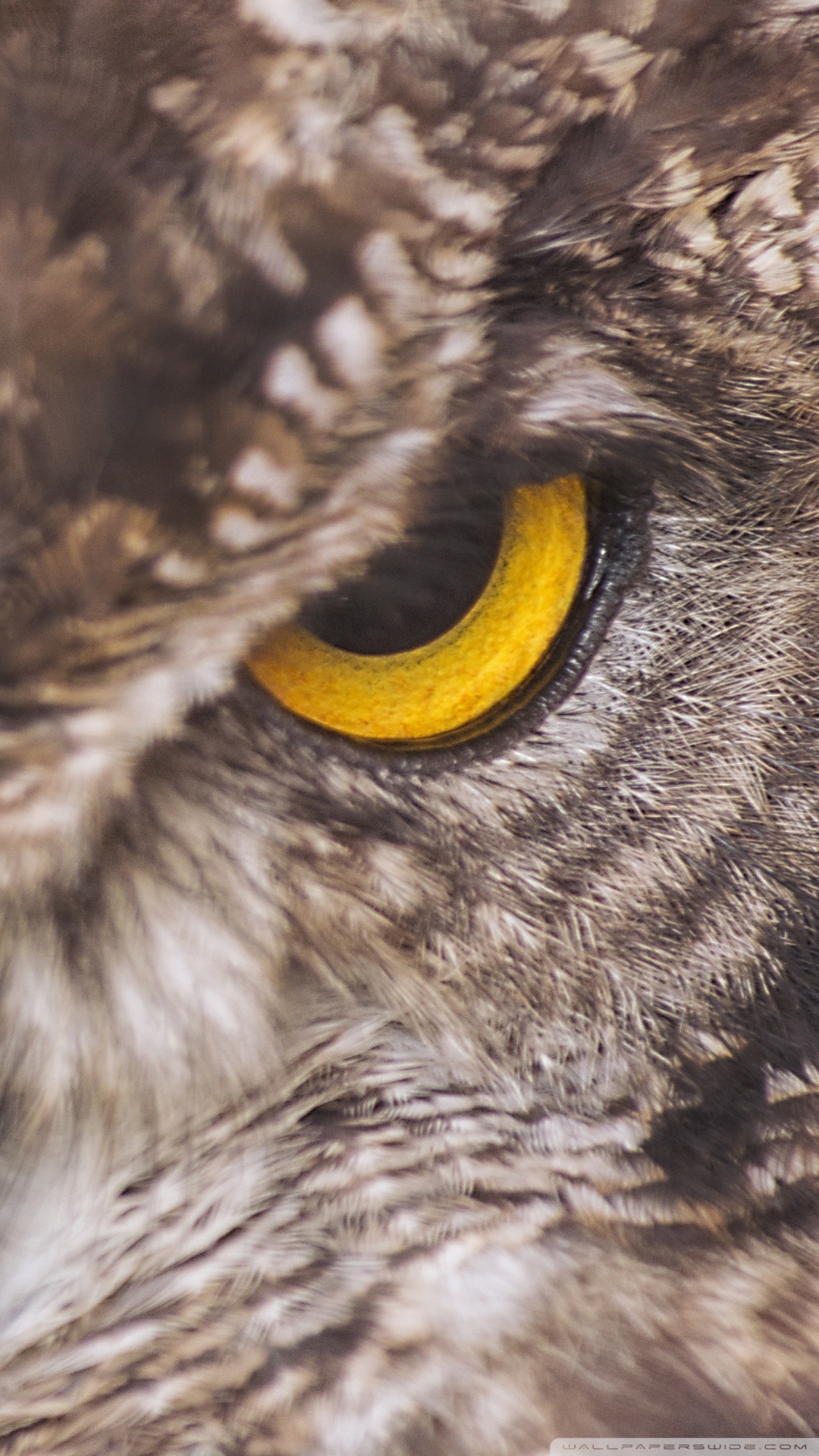 Eagle Owl Ultra HD Desktop Background Wallpaper for 4K UHD TV, Widescreen & UltraWide Desktop & Laptop, Tablet