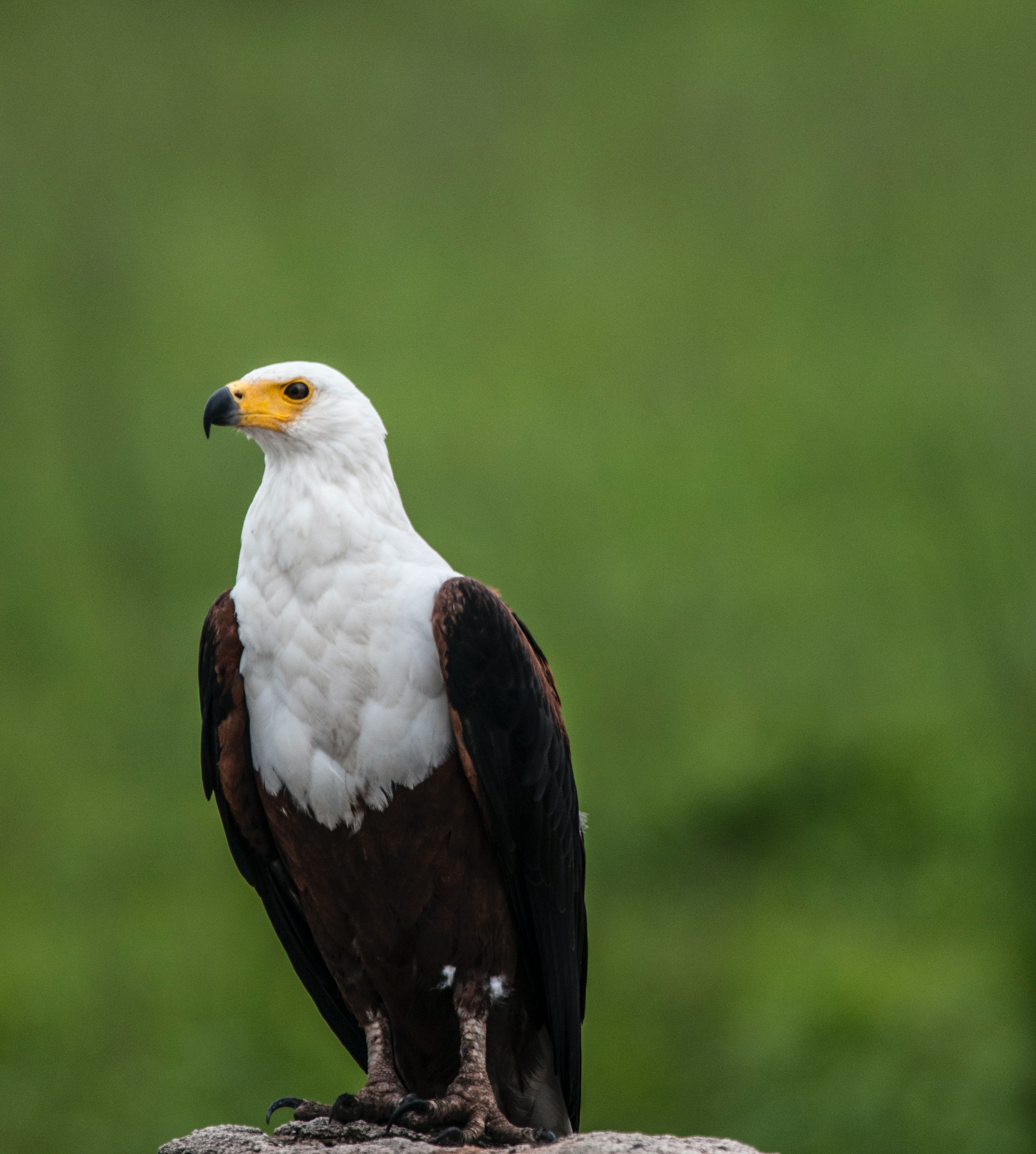 Best Eagle Image · 100% Free Downloads