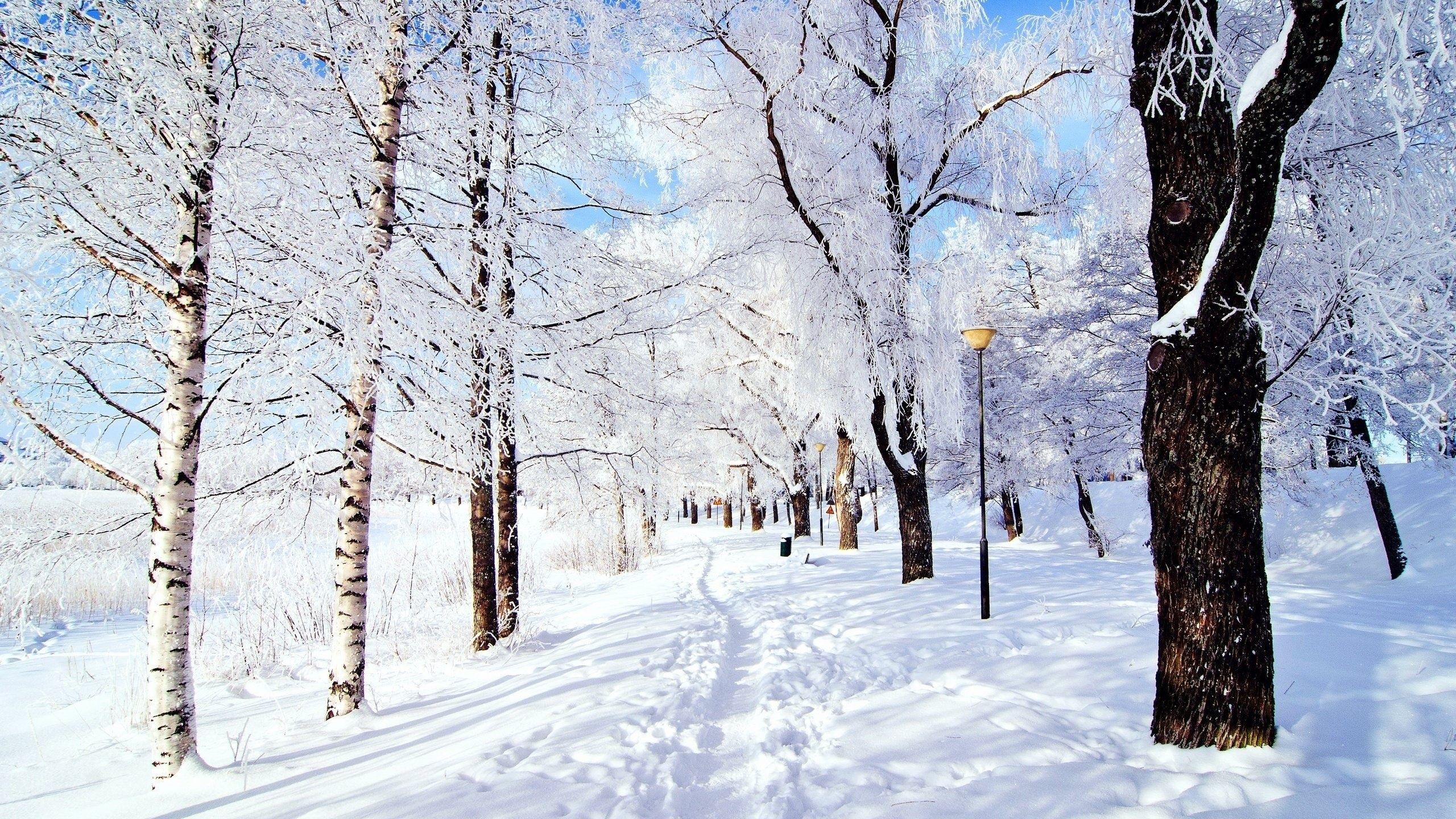 Snow Scenery Wallpaper