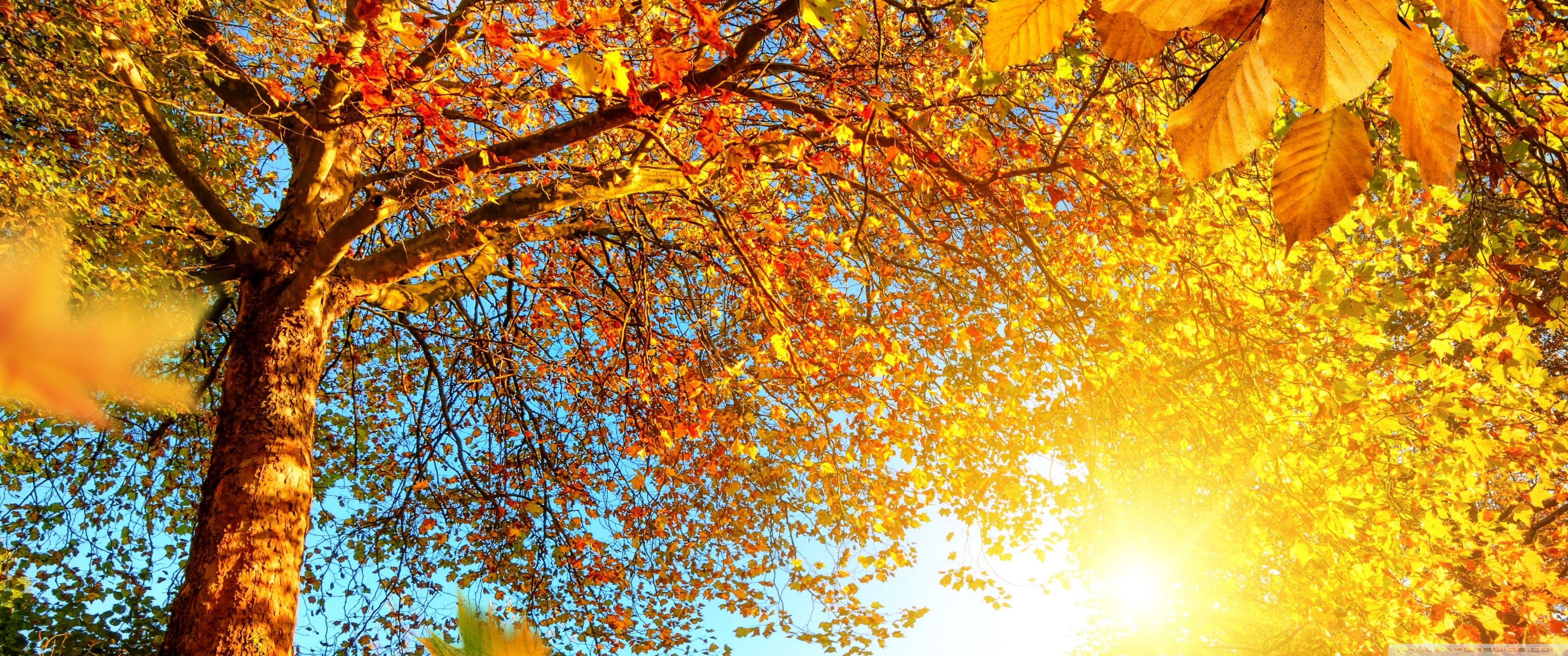 Beautiful Fall Picture Wallpaper