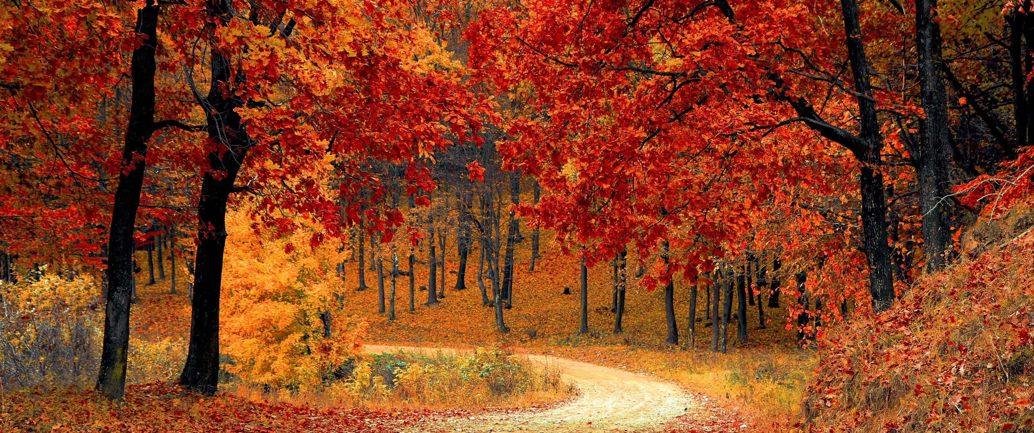 Autumn Wallpaper 4K, Red leaves, Forest, Pathway, Scenery, Fall, Nature