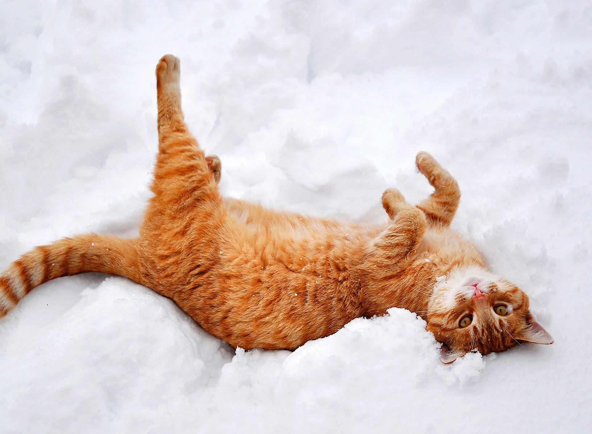 Rusty cat play in the white and cold snow