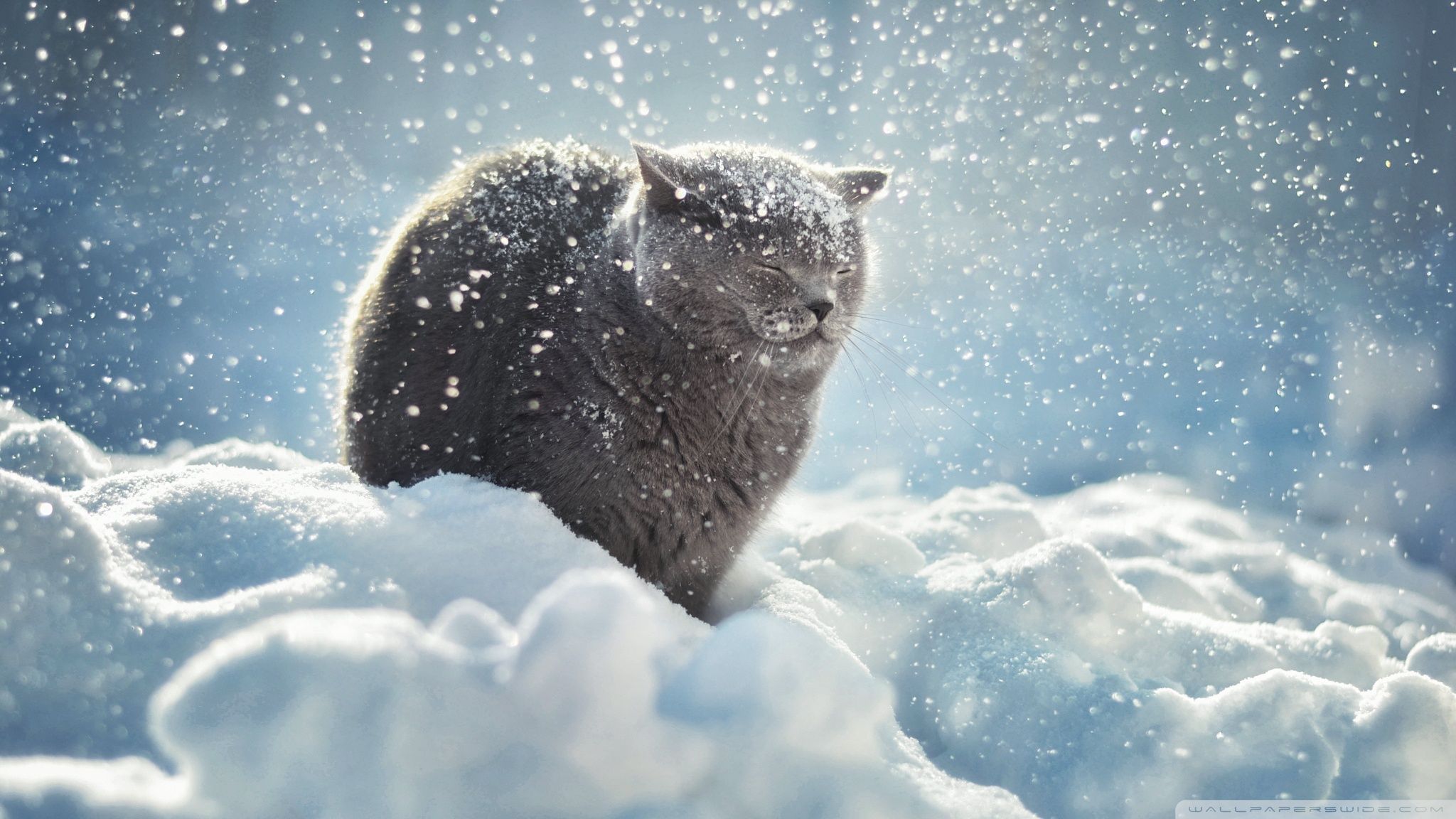Cute Winter Cat Wallpaper & Background Beautiful Best Available For Download Cute Winter Cat Photo Free On Zicxa.com Image