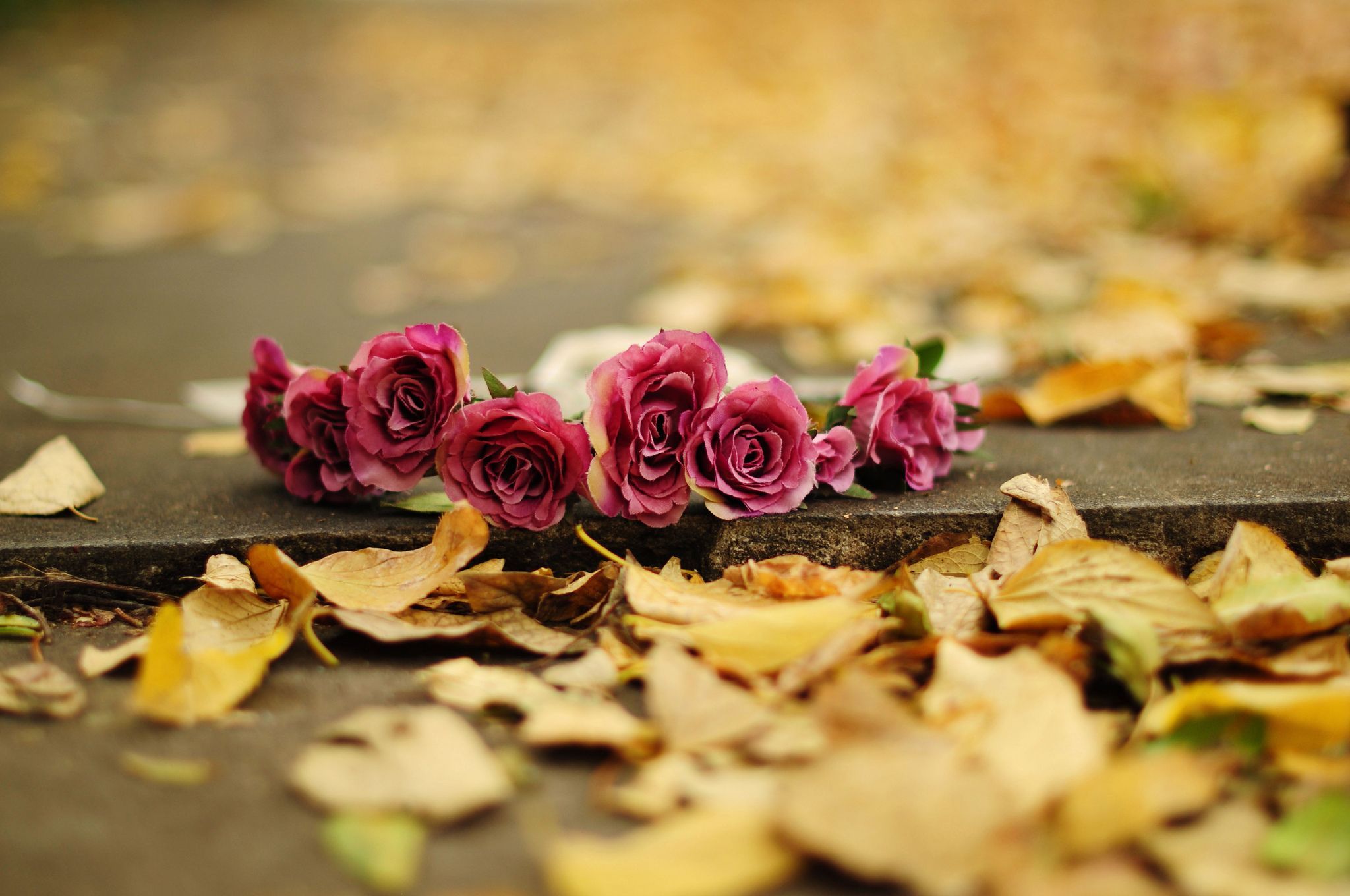 Autumn Flowers Wallpaper