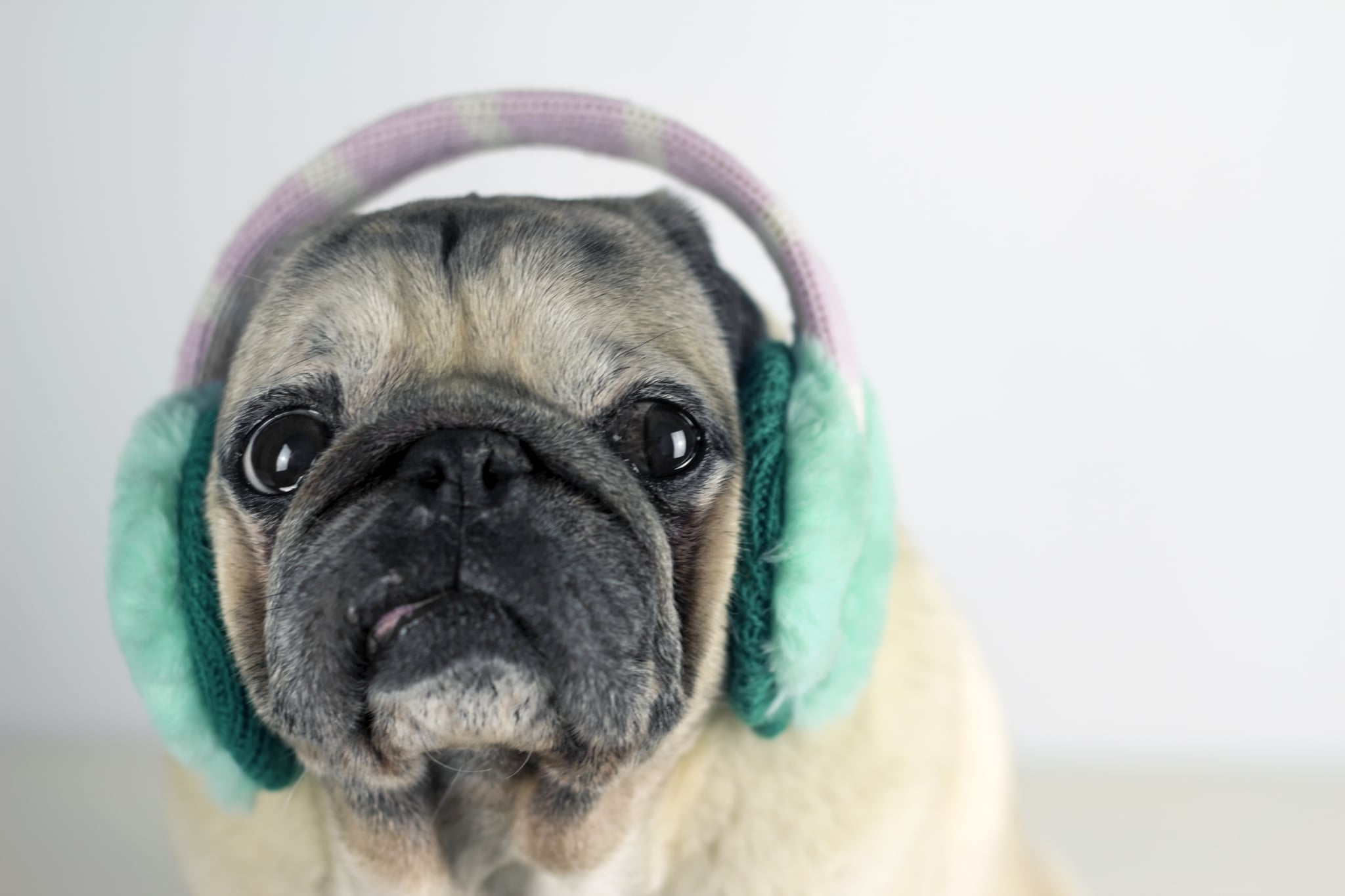 Dogs, Cats, and Other Pets. Ready For Winter? Because These Puppers Are, and They're So Freaking Excited. POPSUGAR Pets Photo 35