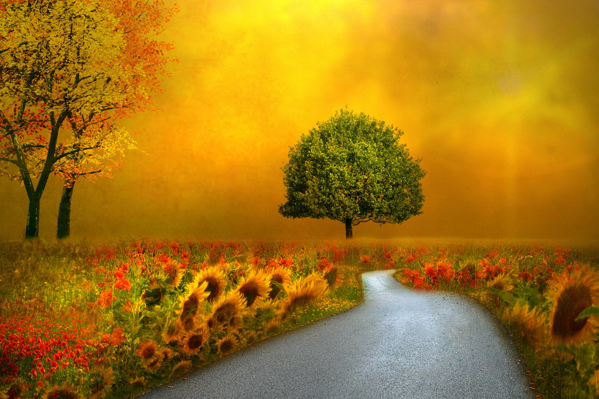 landscapes, Nature, Autumn, Fall, Seasons, Flowers, Roads, Pathways Wallpaper HD / Desktop and Mobile Background